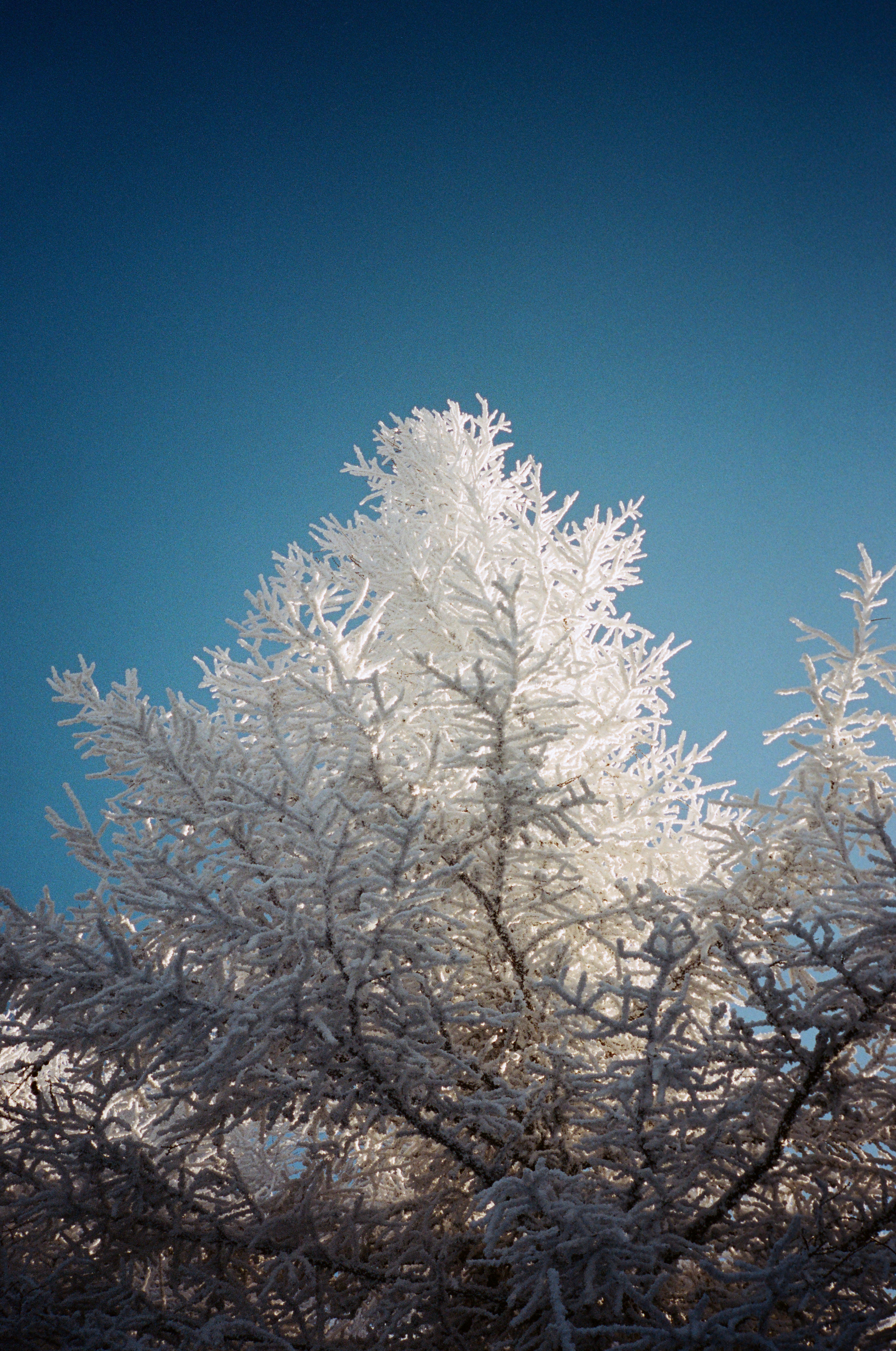 A snow covered tree with a blue sky in the background
