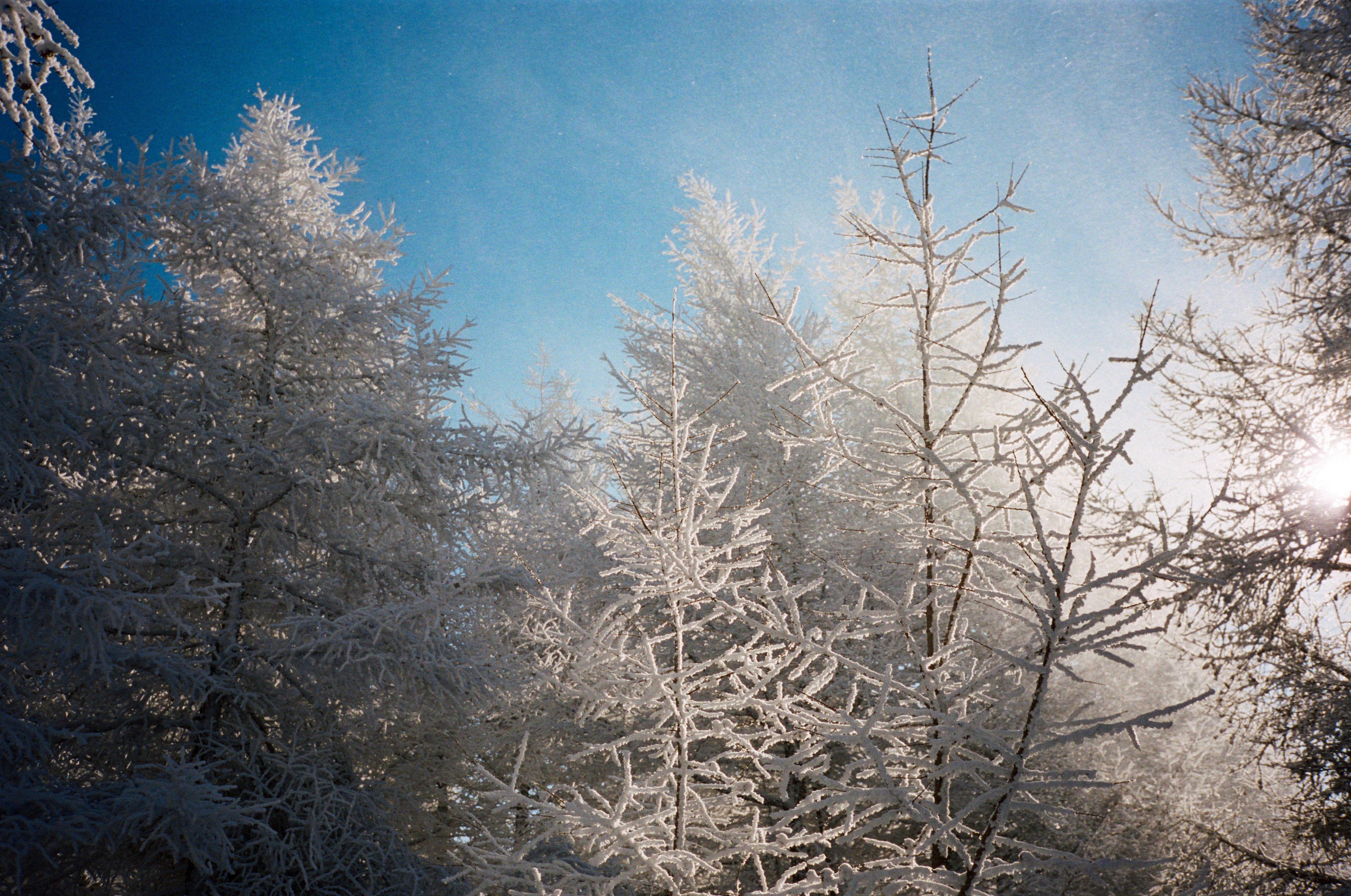 The sun shines through the snow covered trees