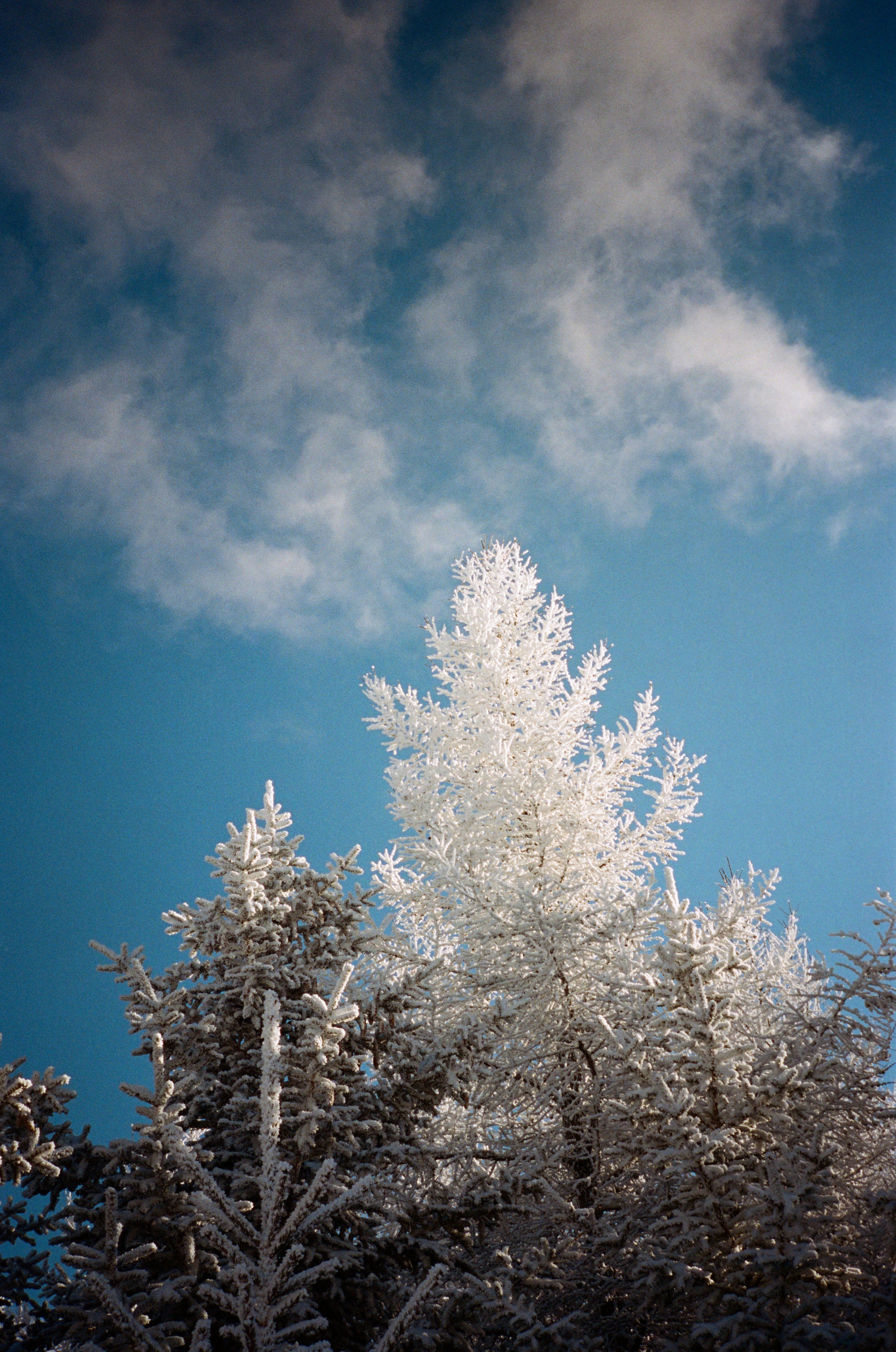 A snow covered forest under a cloudy blue sky