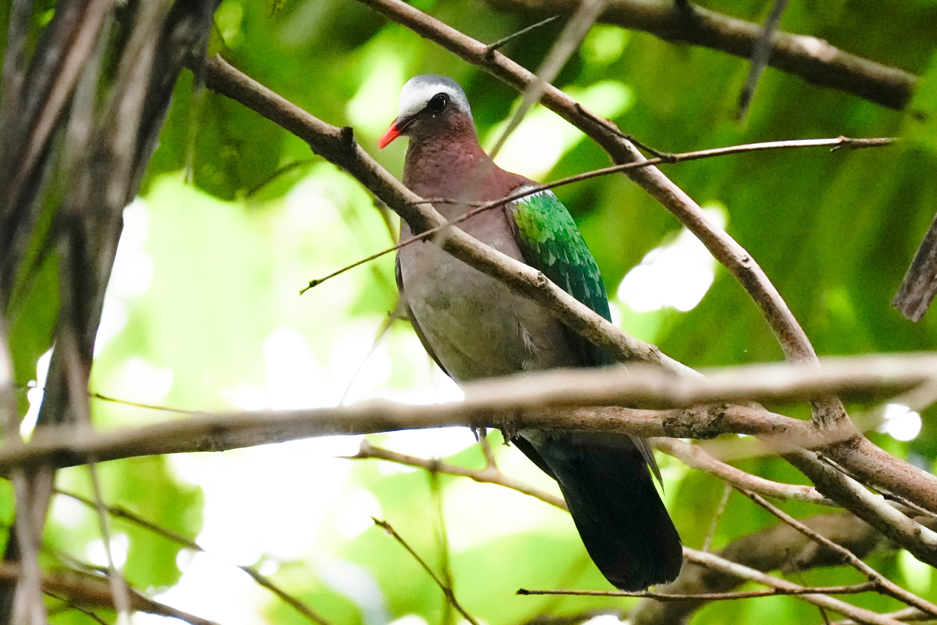 Photo by shijinkamalon