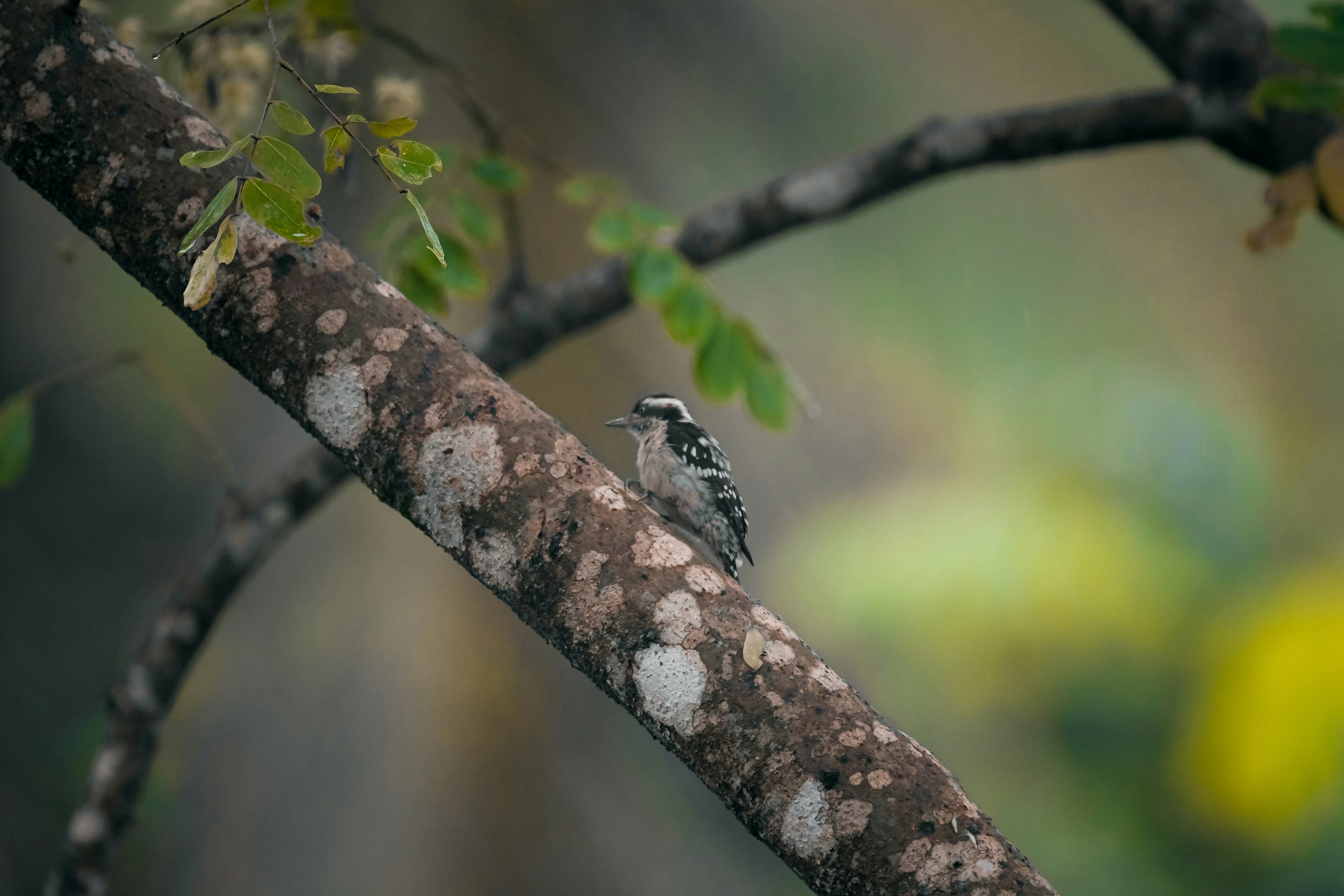 Photo by shijinkamalon