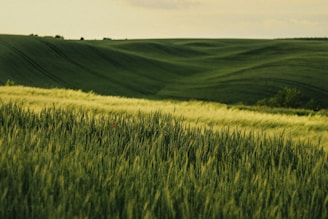 A field of green grass with a sky in the background