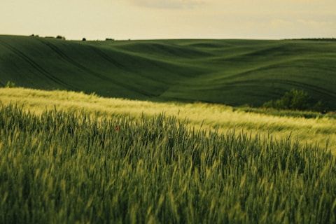 A field of green grass with a sky in the background