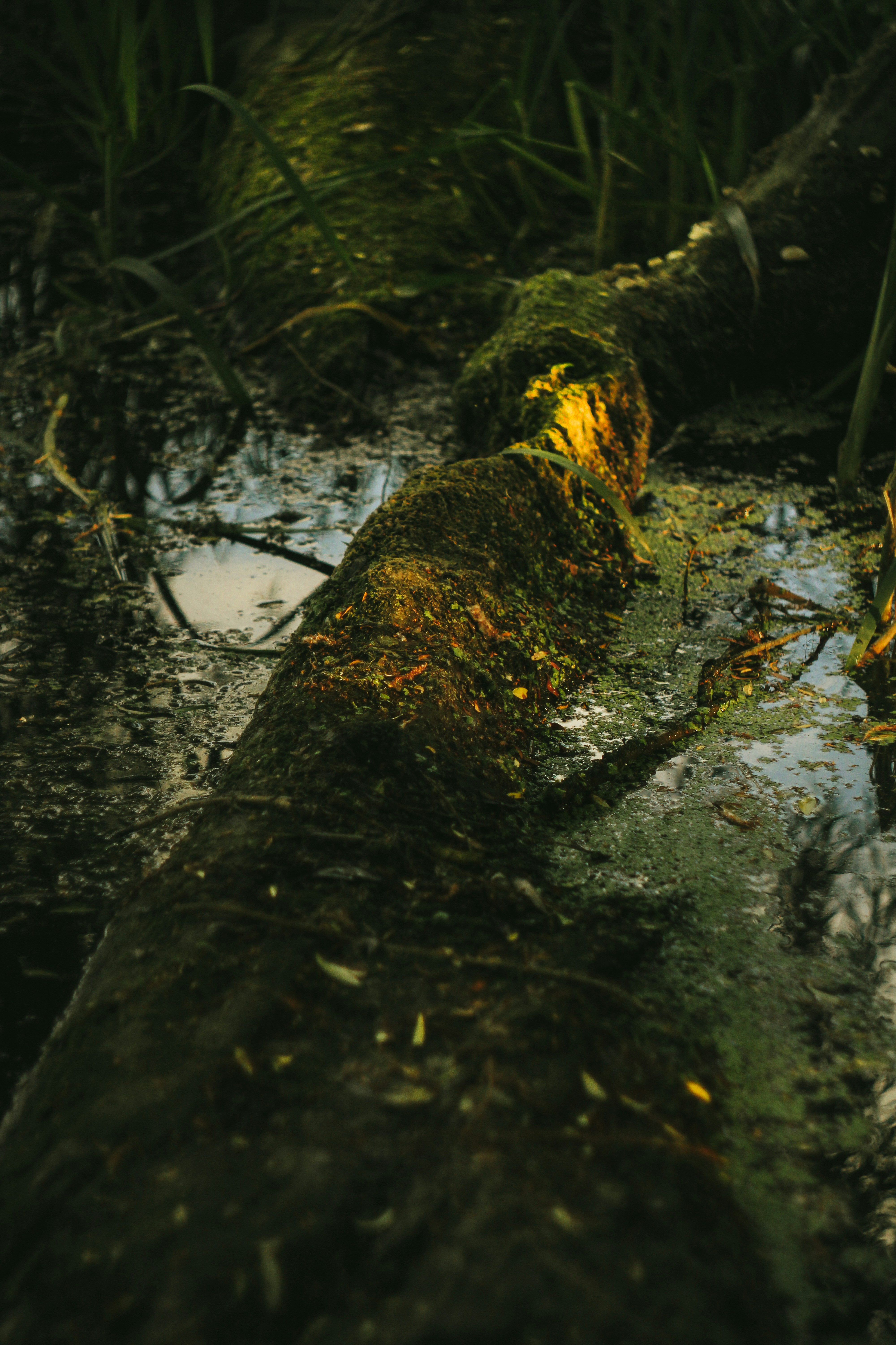 Photo by mineral_of_demon