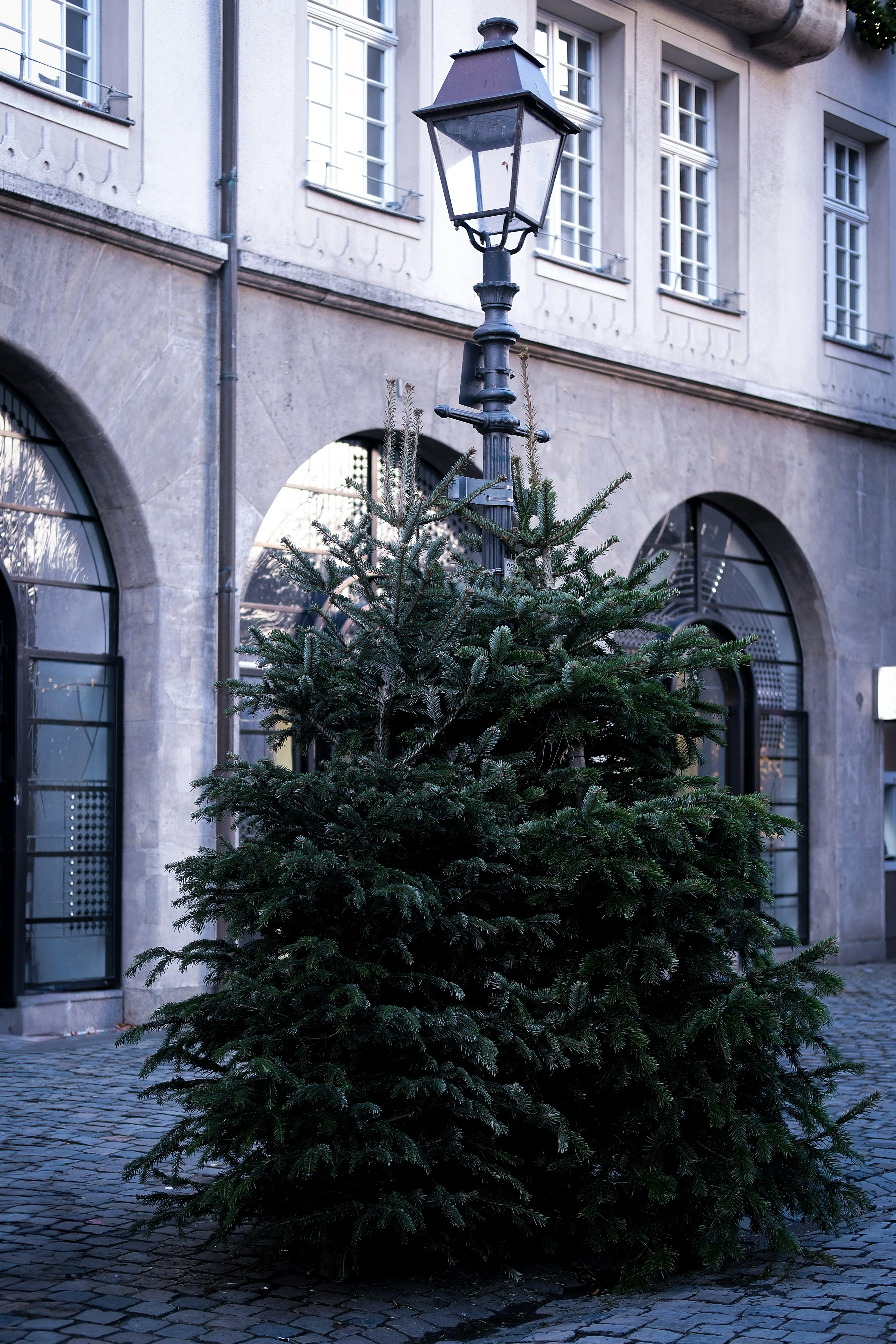 A small christmas tree sitting in the middle of a street