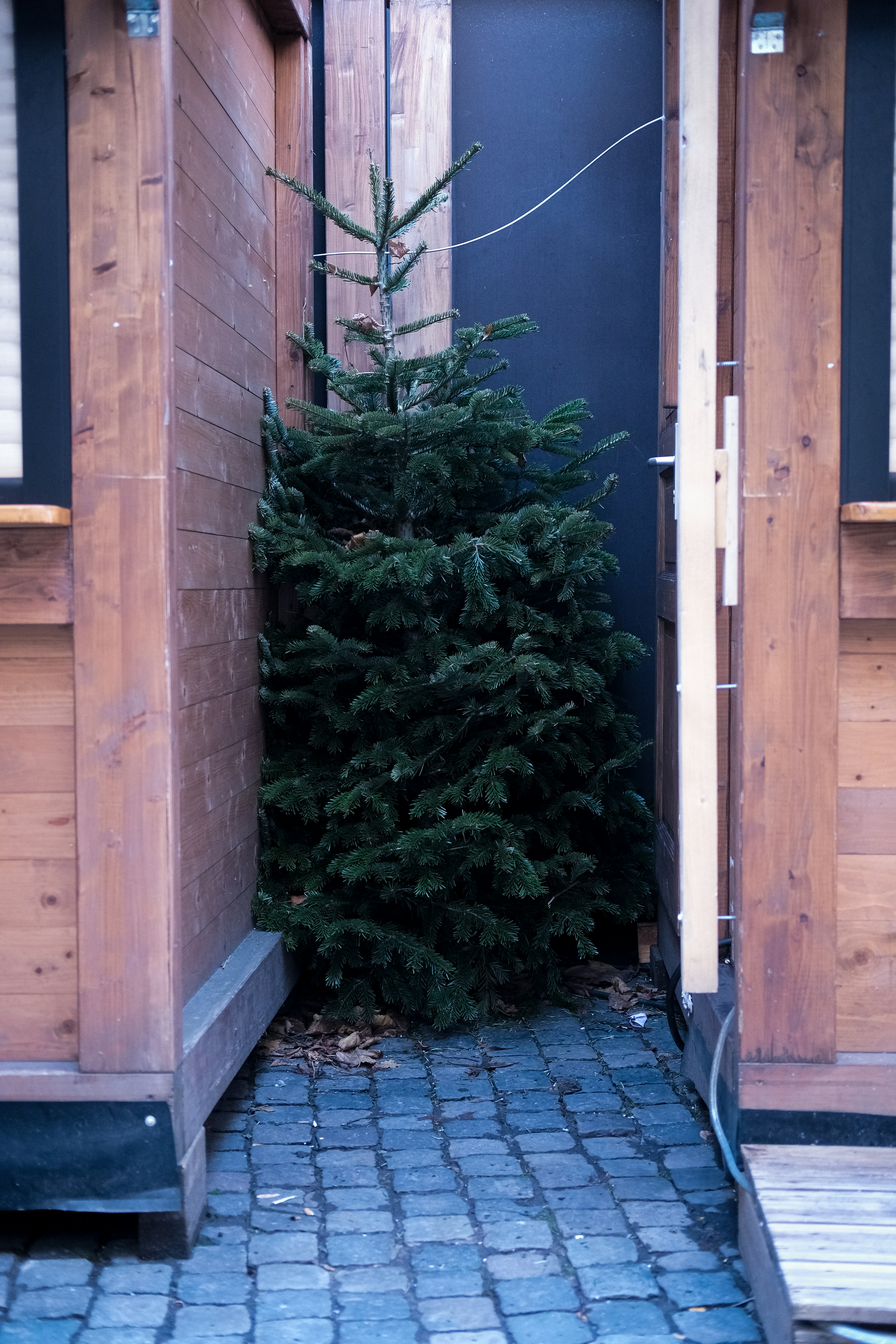 A small christmas tree sitting in a doorway