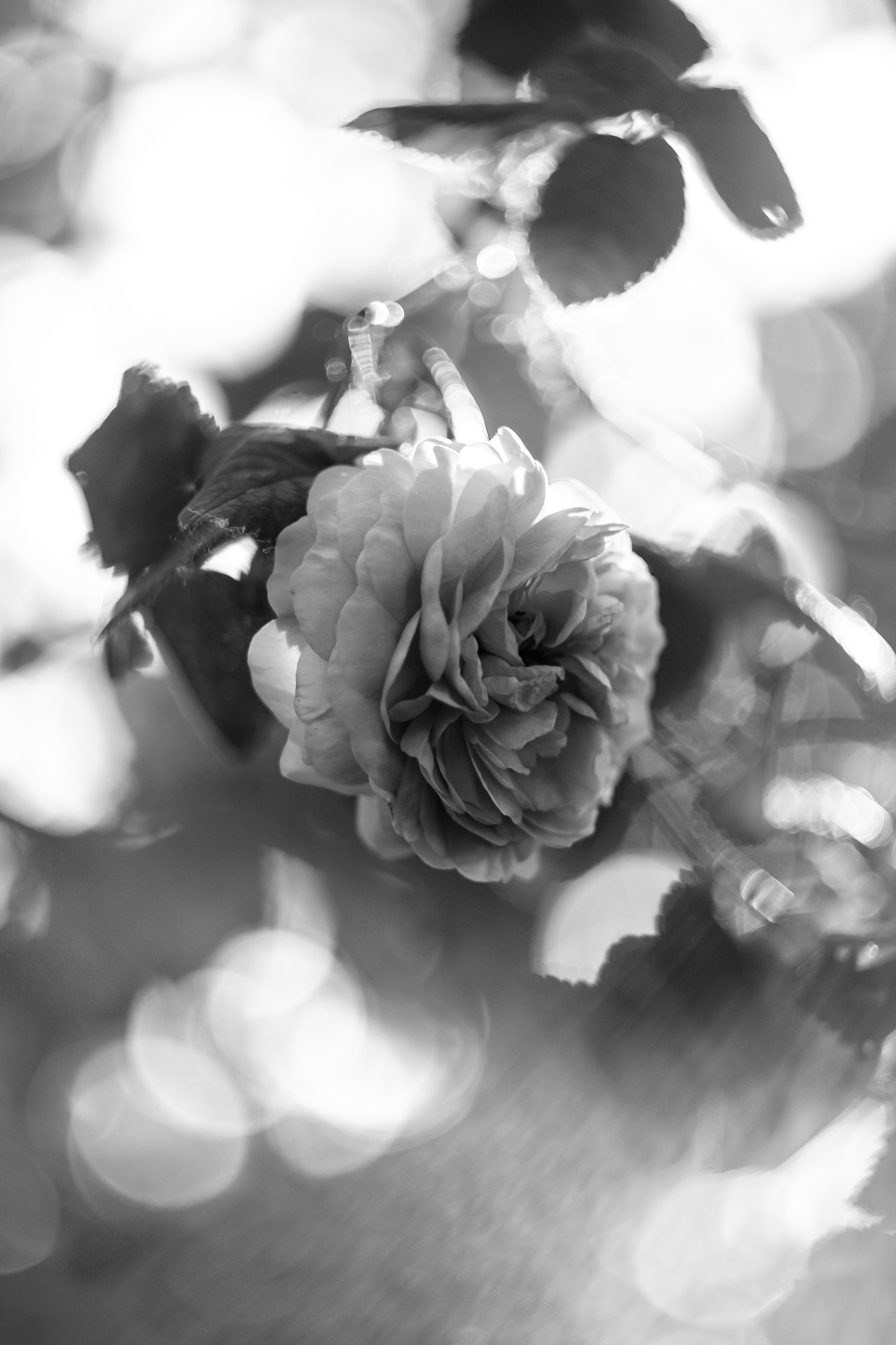 Photo by mineral_of_demon