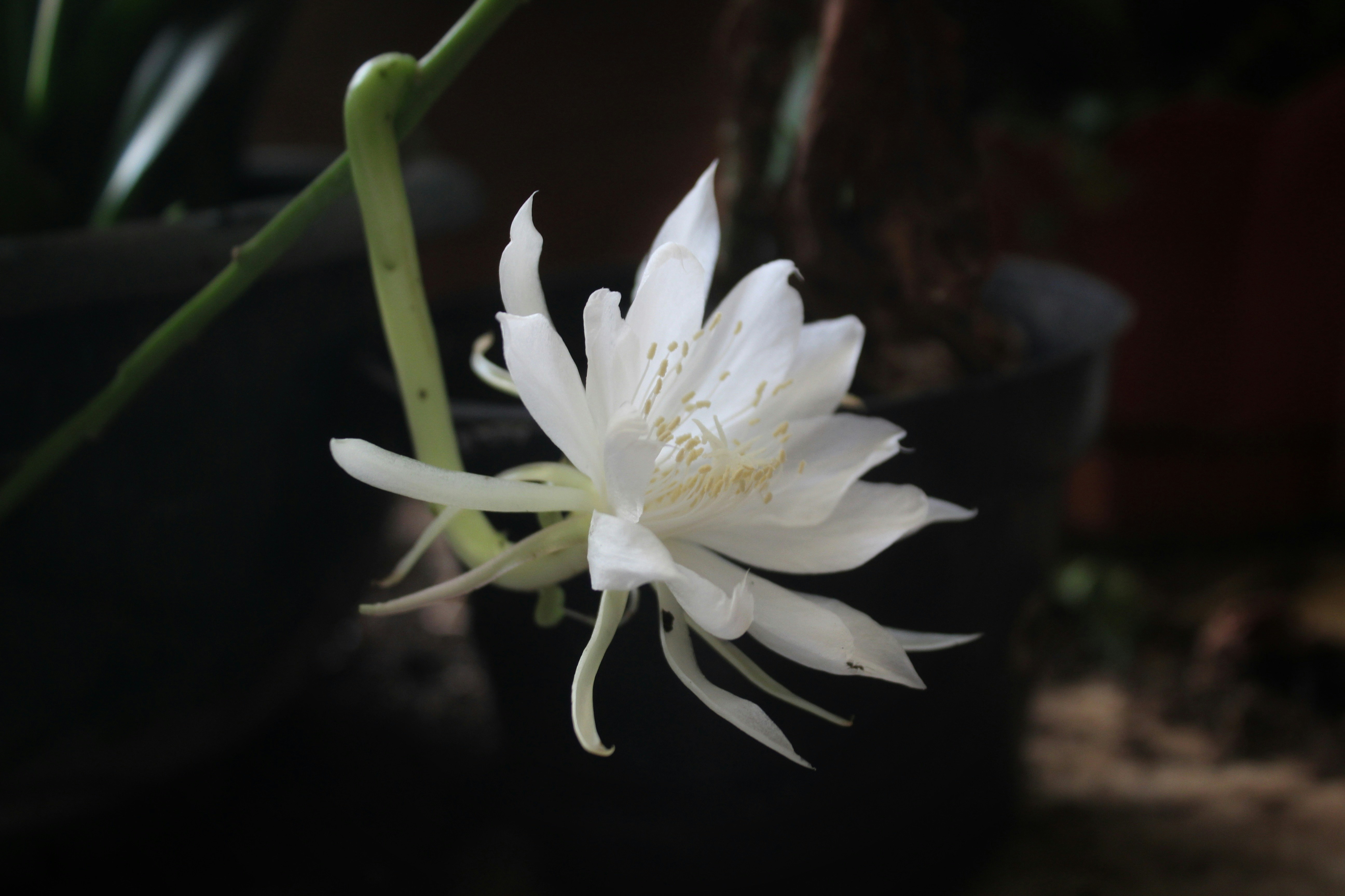 Photo by amperiano_y