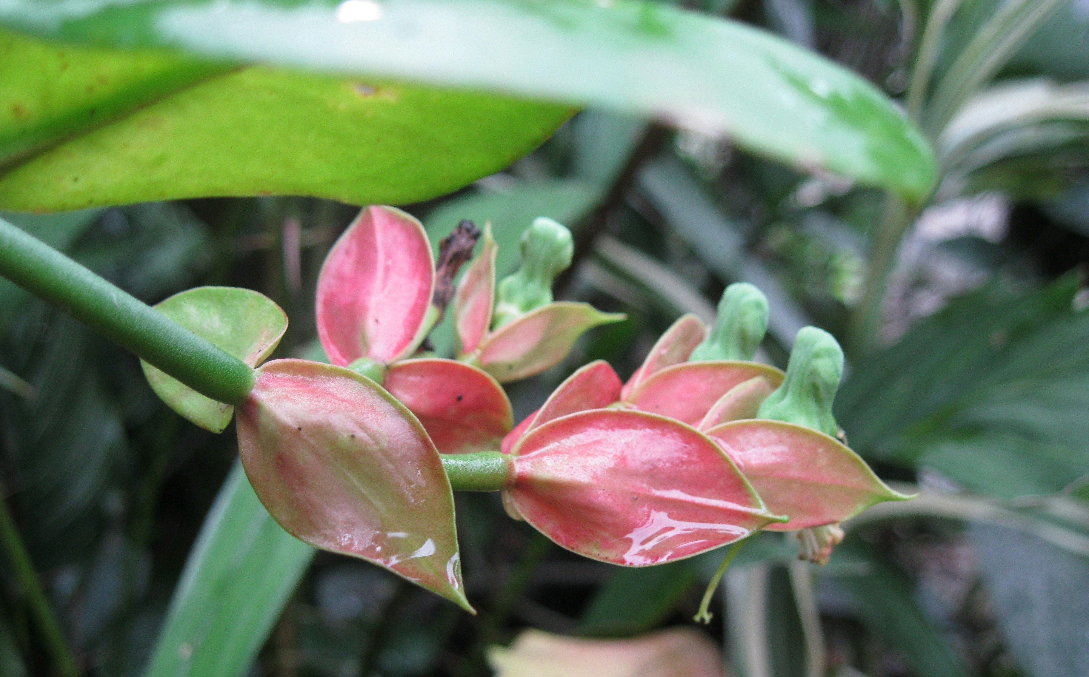 A close up of a pink flower with green leaves in the background