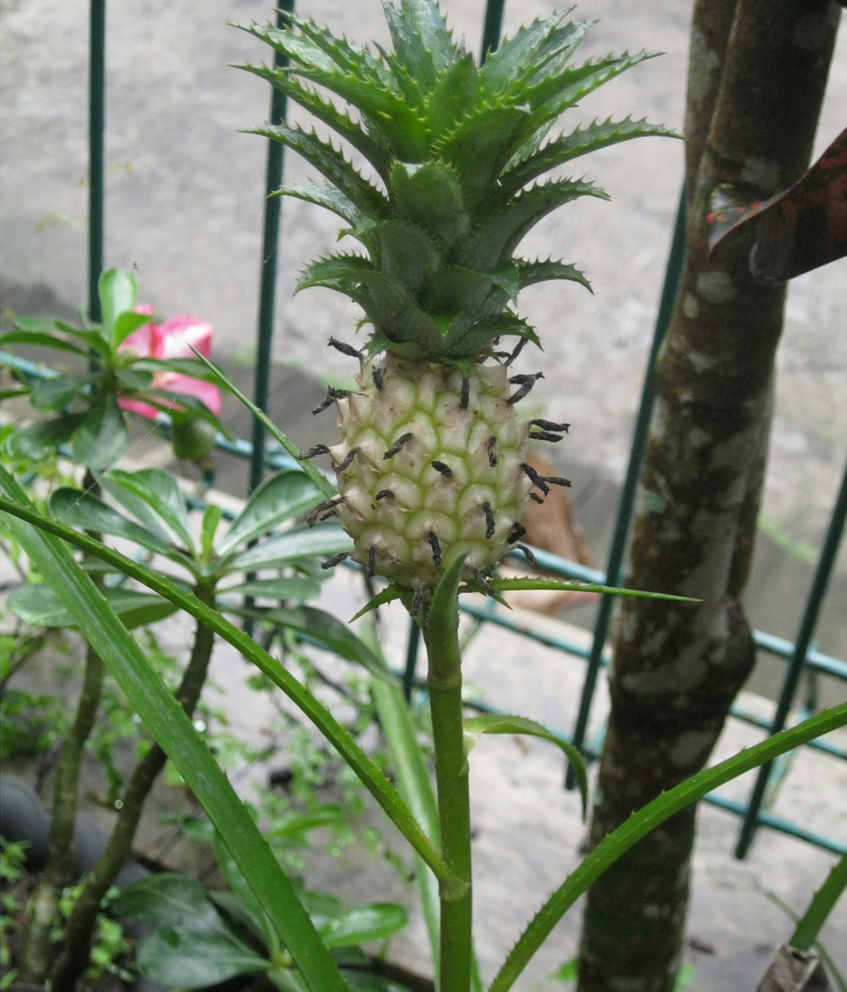 A pineapple is growing in a potted plant