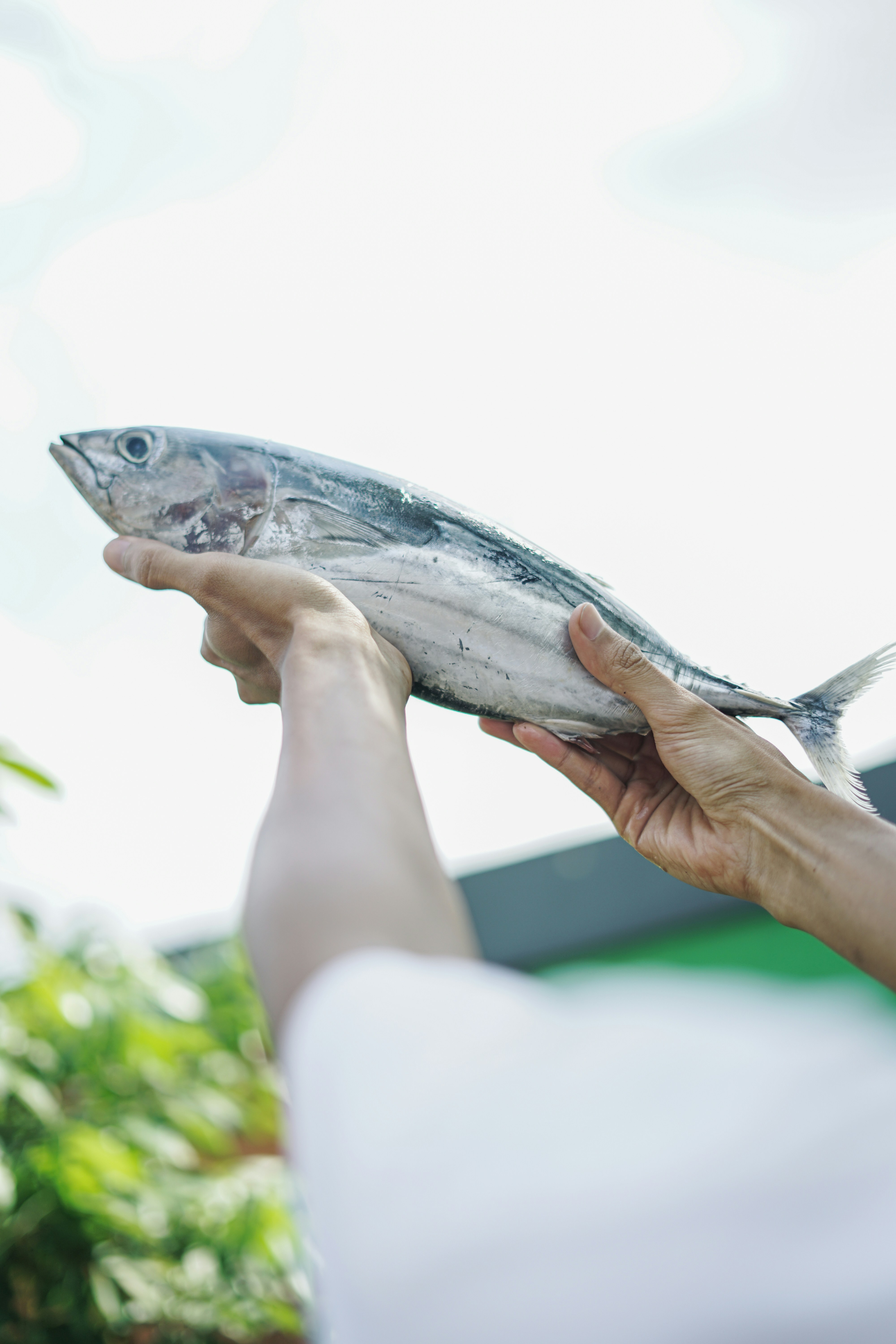 A person holding a fish in their hand