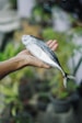 A person holding a fish in their hand