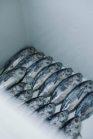 A bunch of fish are lined up in a row