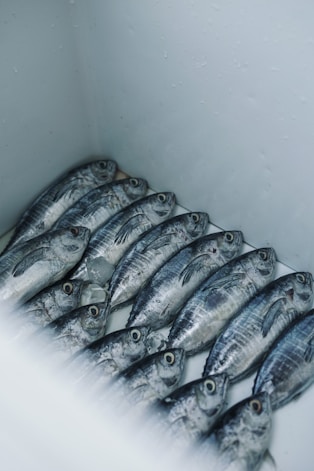 A bunch of fish are lined up in a row