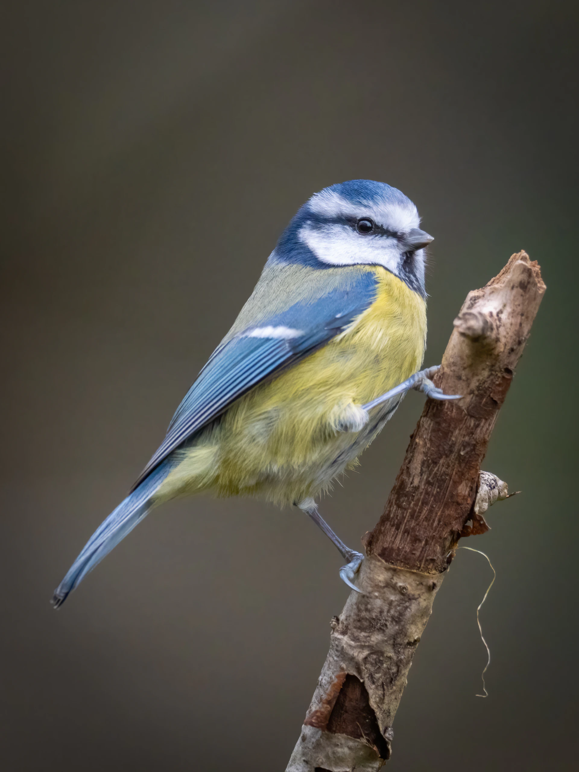 A blue and yellow bird perched on a branch