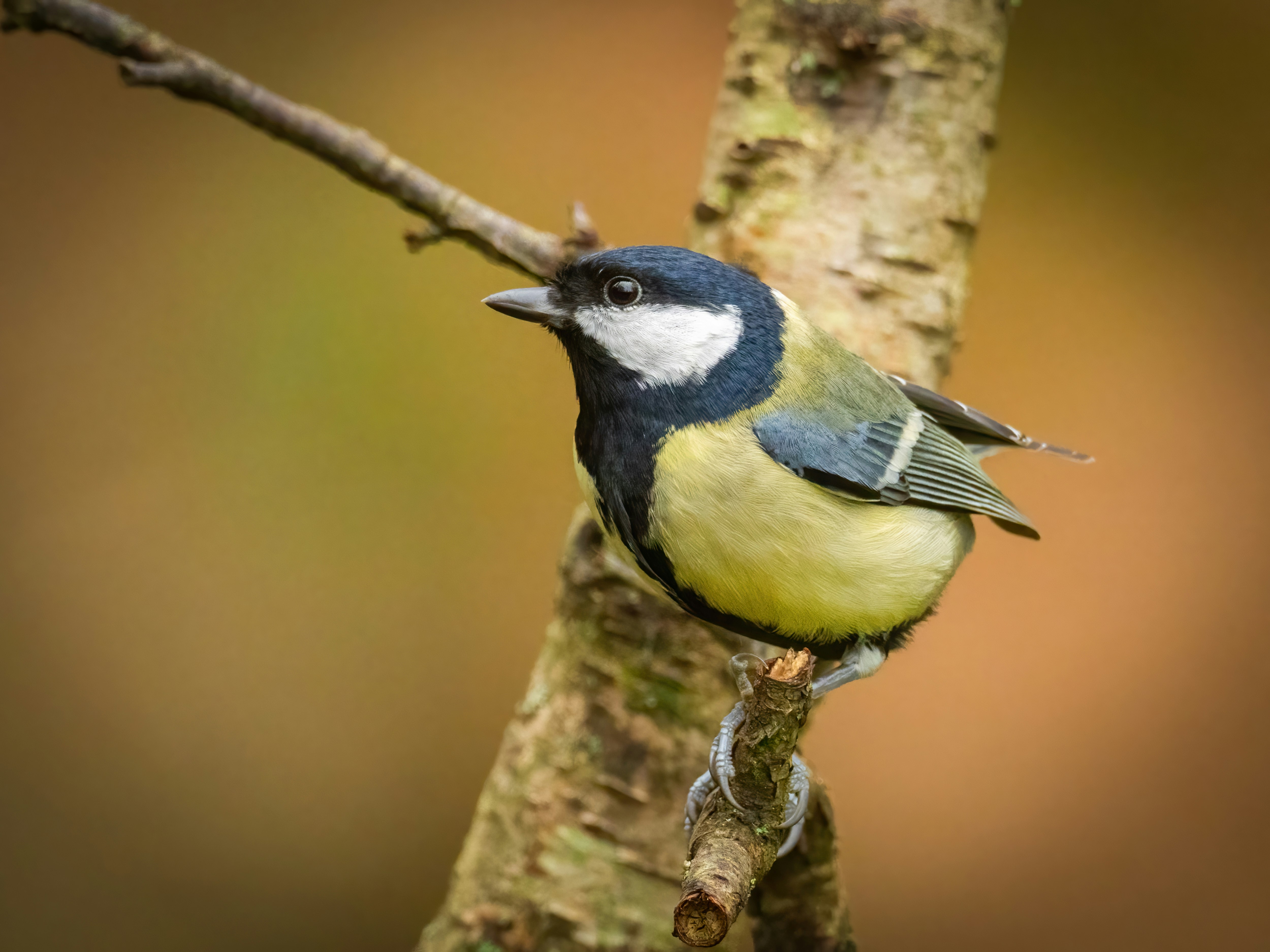 A small bird perched on a tree branch