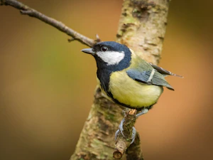 A small bird perched on a tree branch