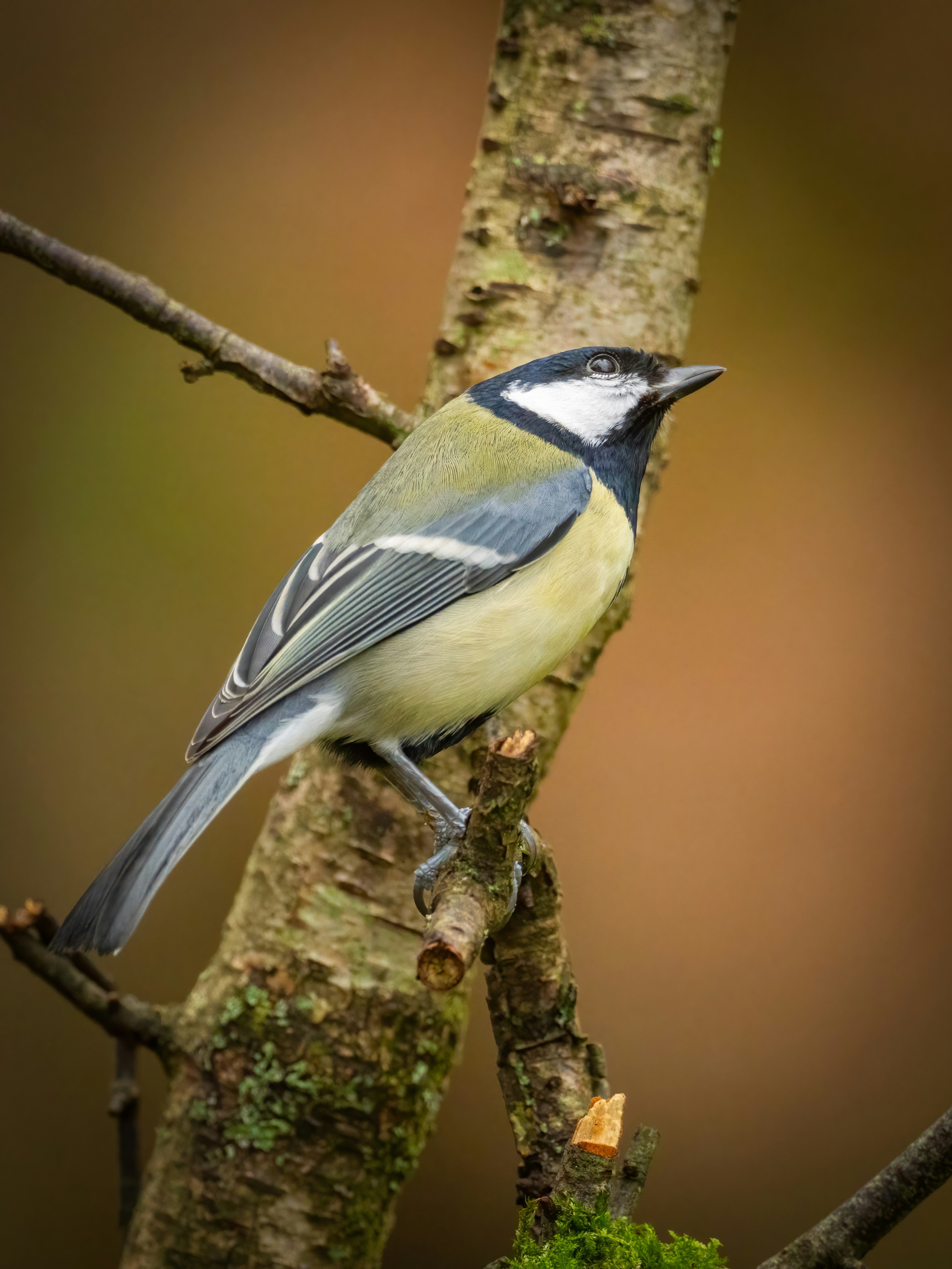A blue and white bird perched on a tree branch