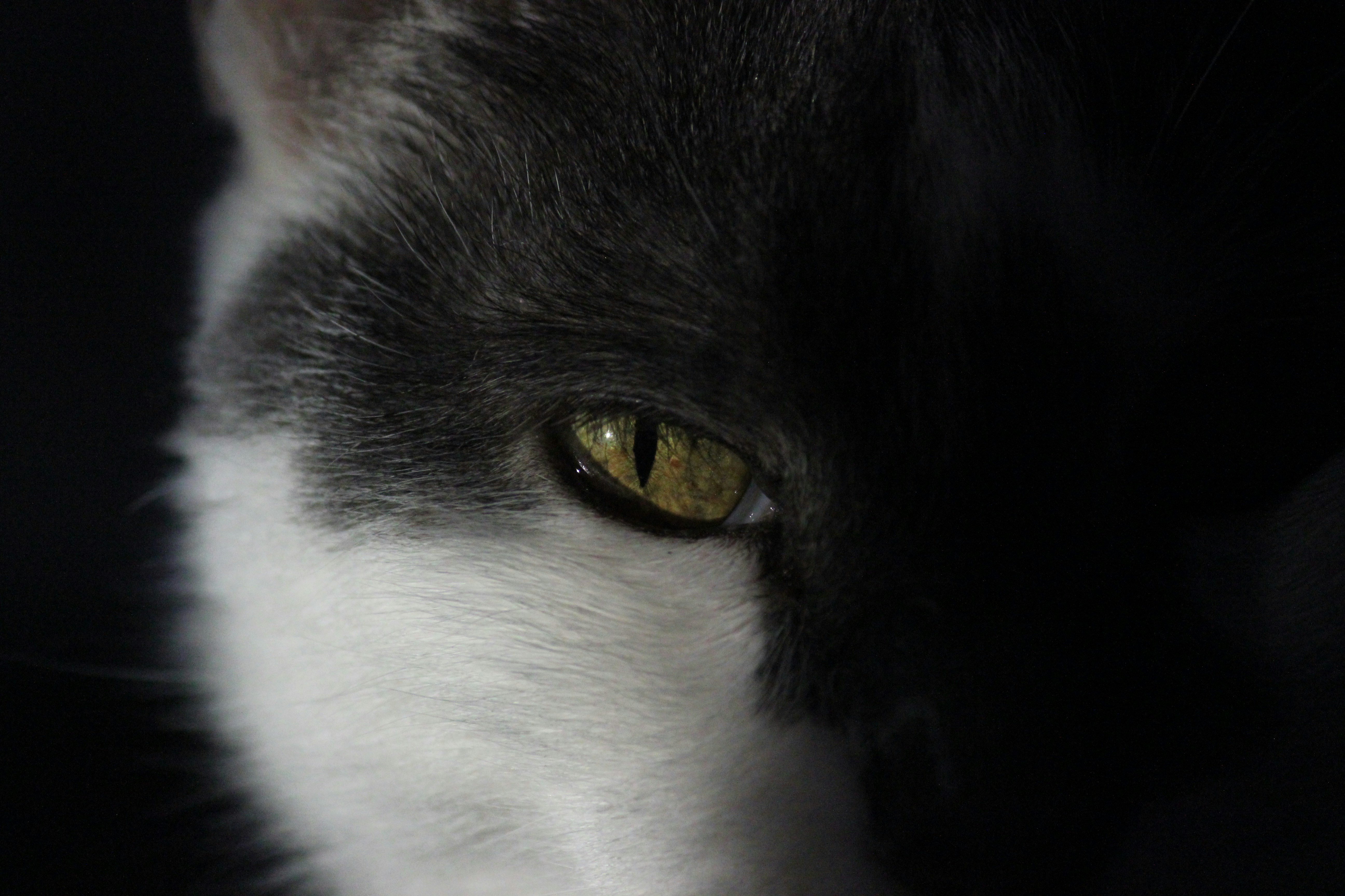 Photo by frolicsomefairy