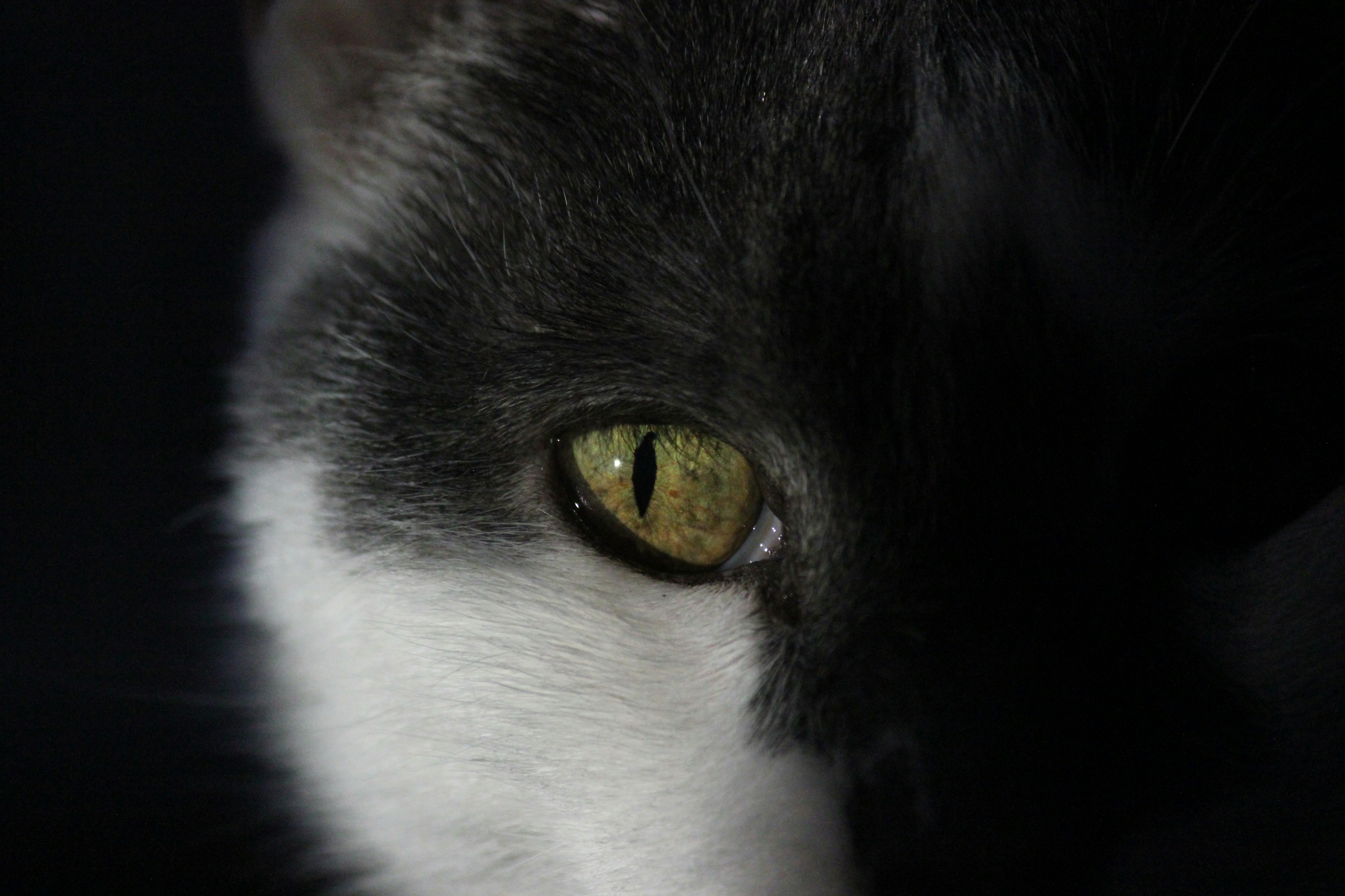 The Cultural Mystique of Cat Eyes (image credits: unsplash)