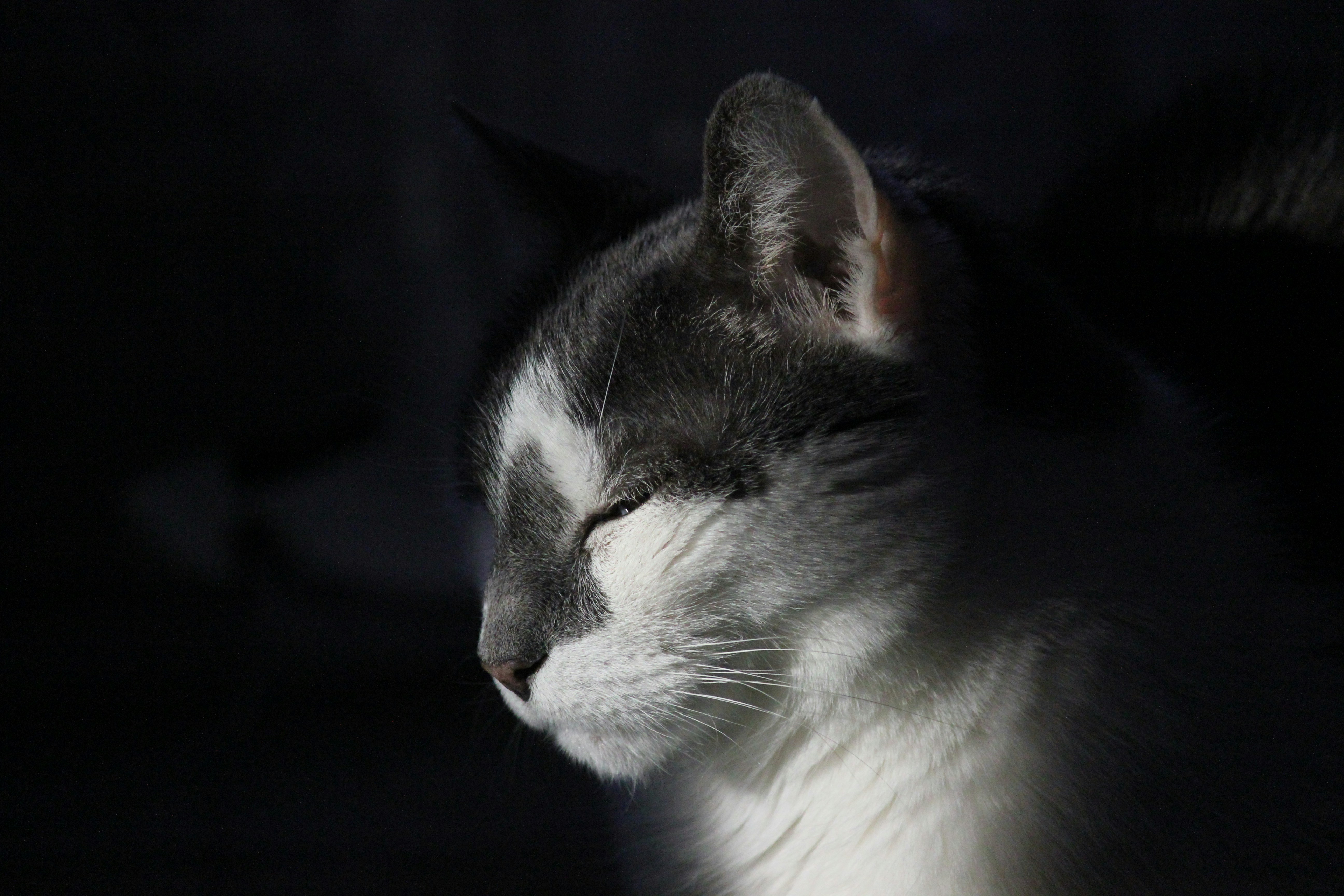 Photo by frolicsomefairy