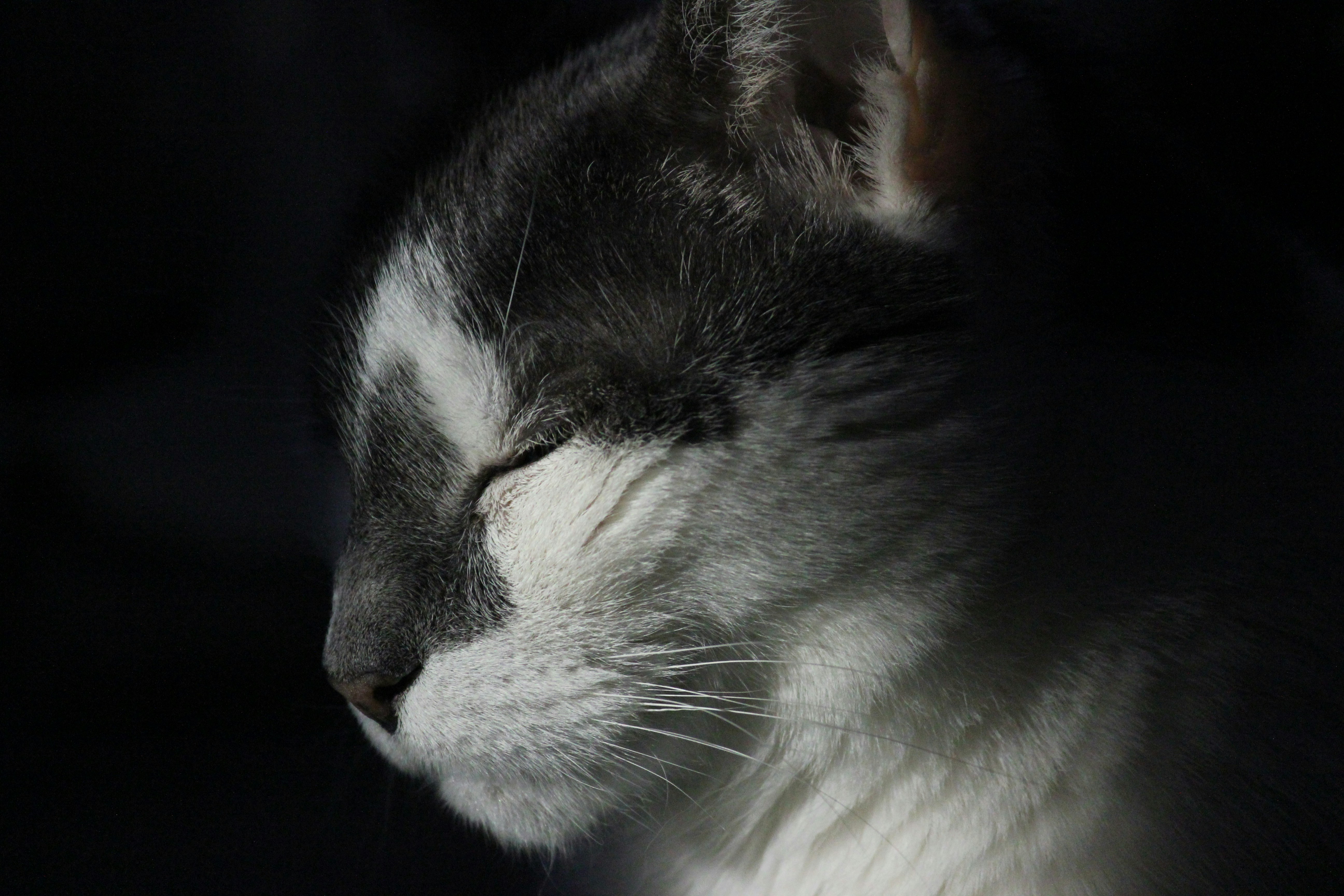 A close up of a cat with its eyes closed