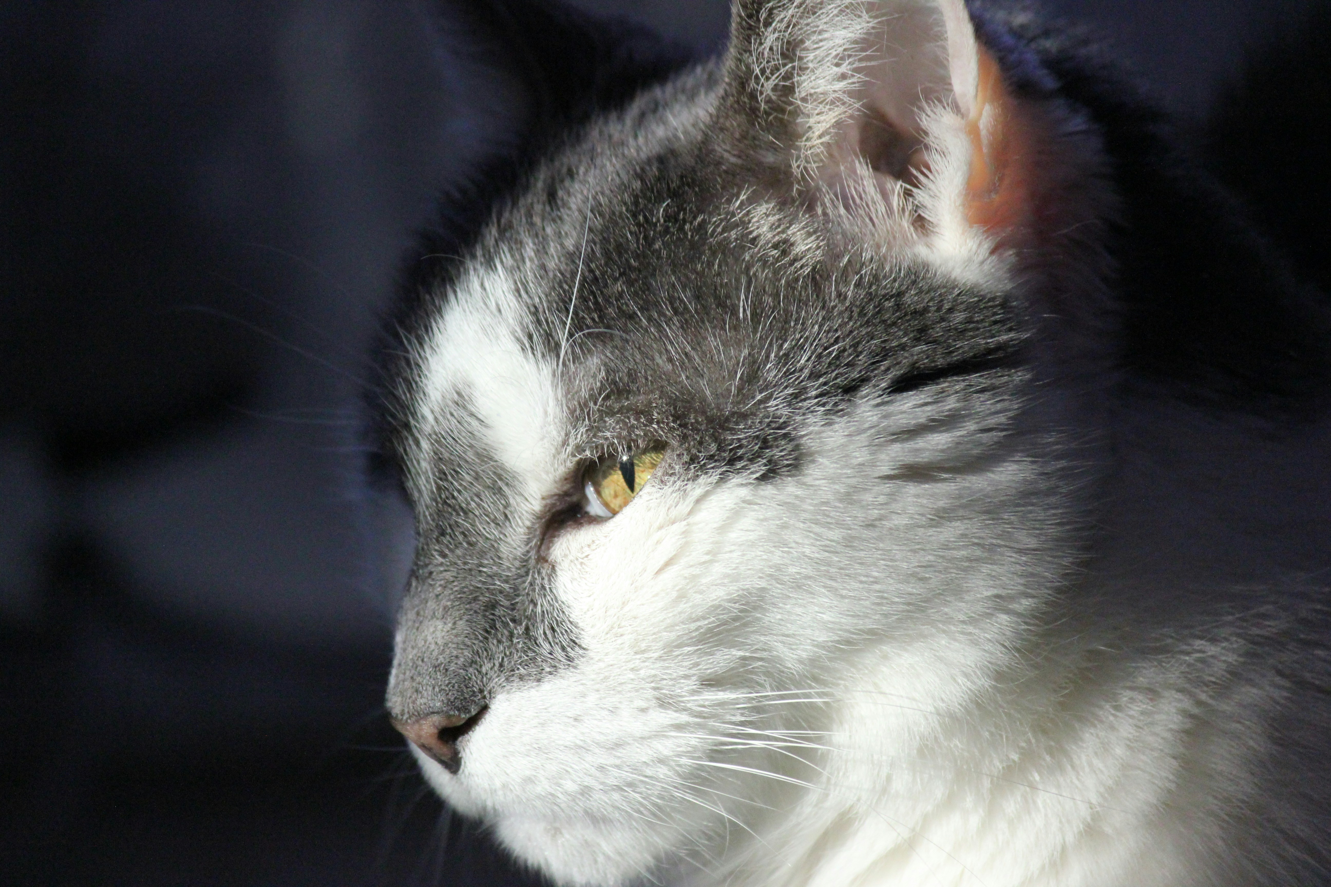 Photo by frolicsomefairy