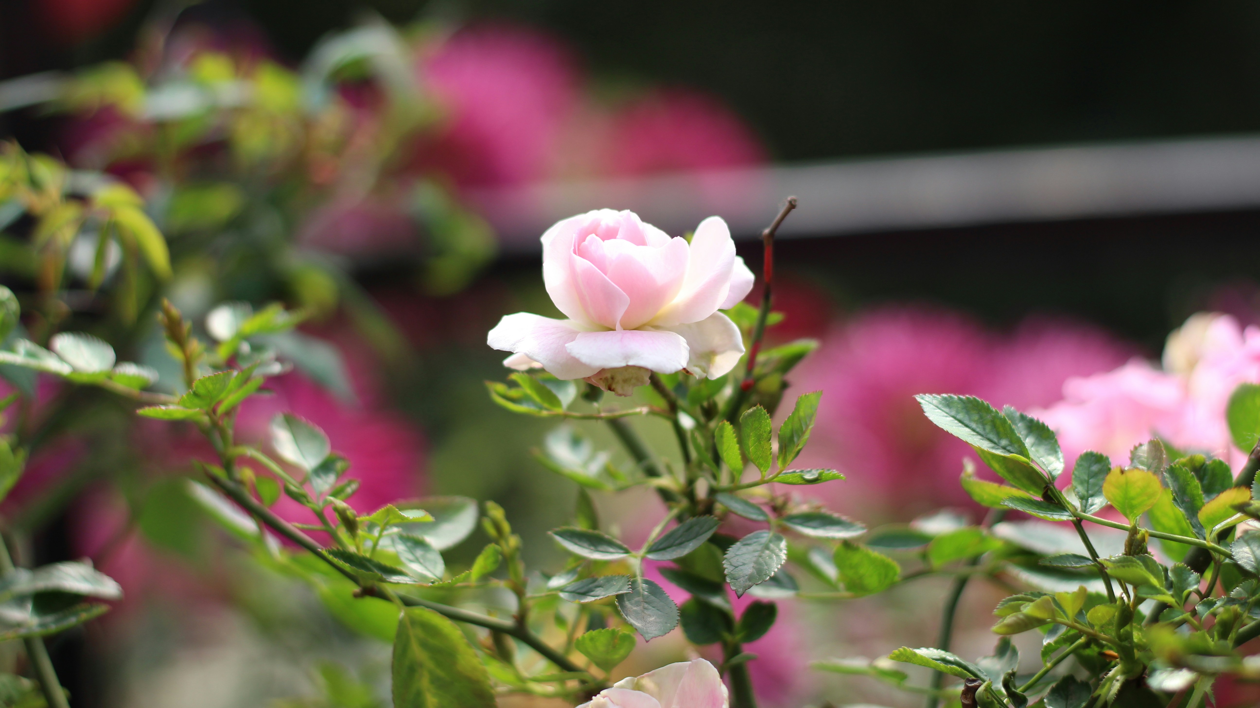 Photo by akhilprabhakar