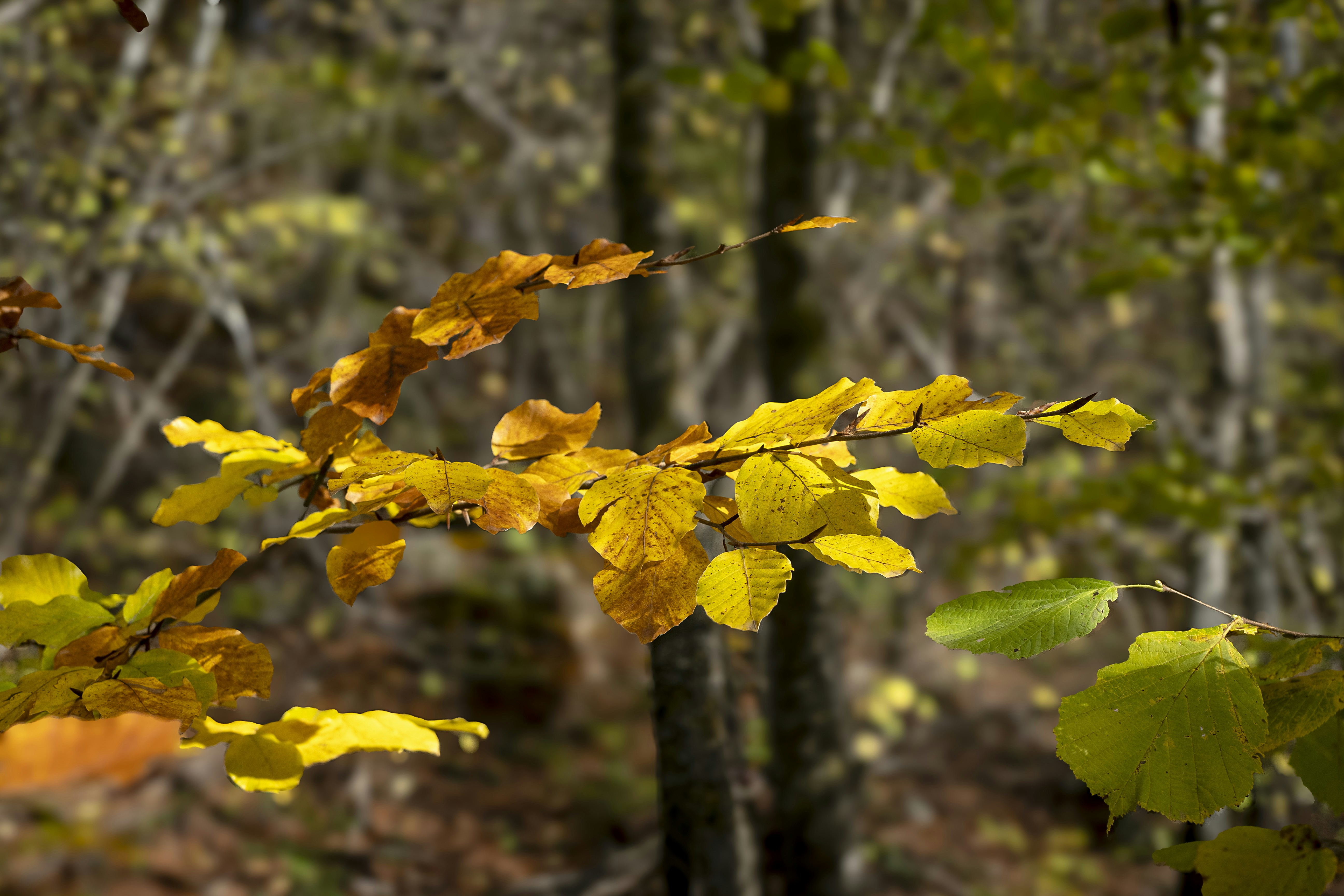 Un árbol de hojas amarillas en un bosque