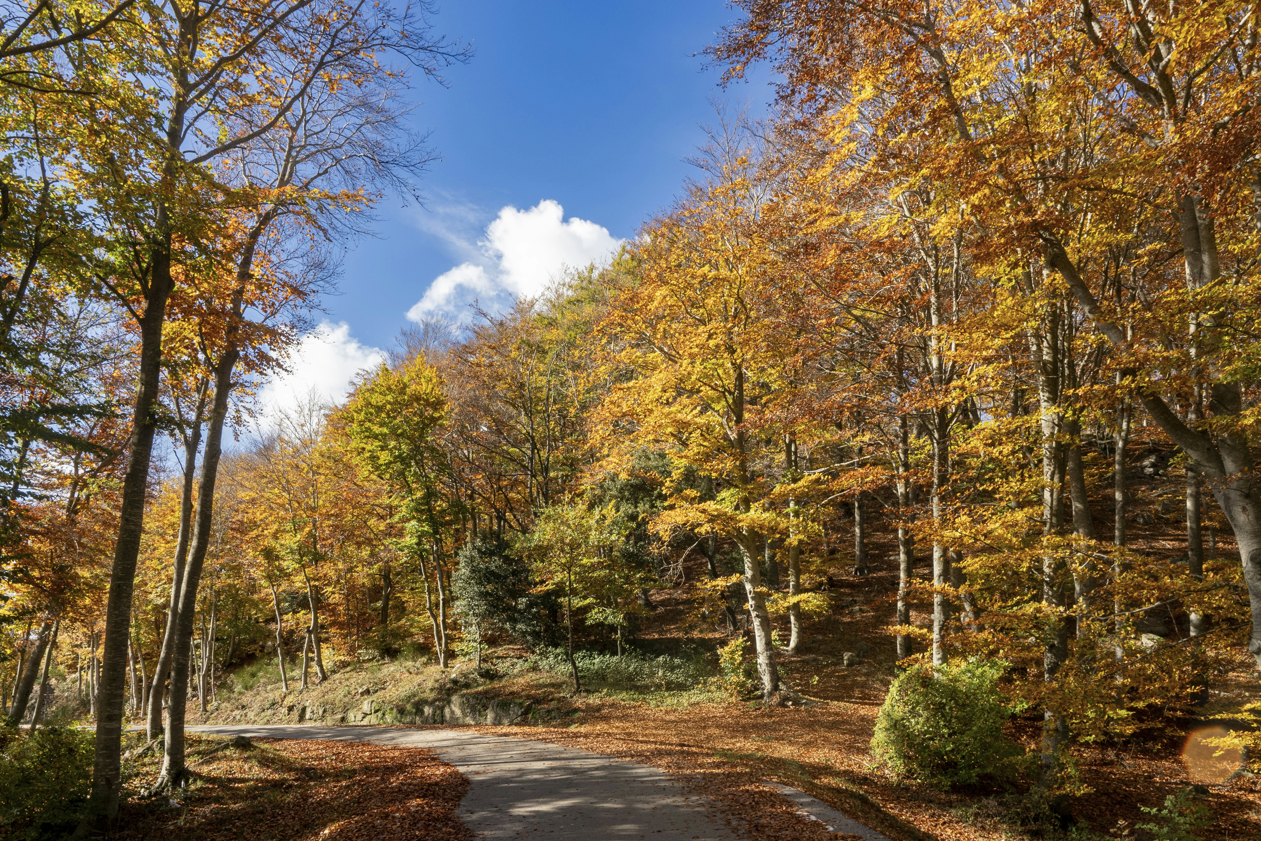 Un camino rodeado de árboles en otoño