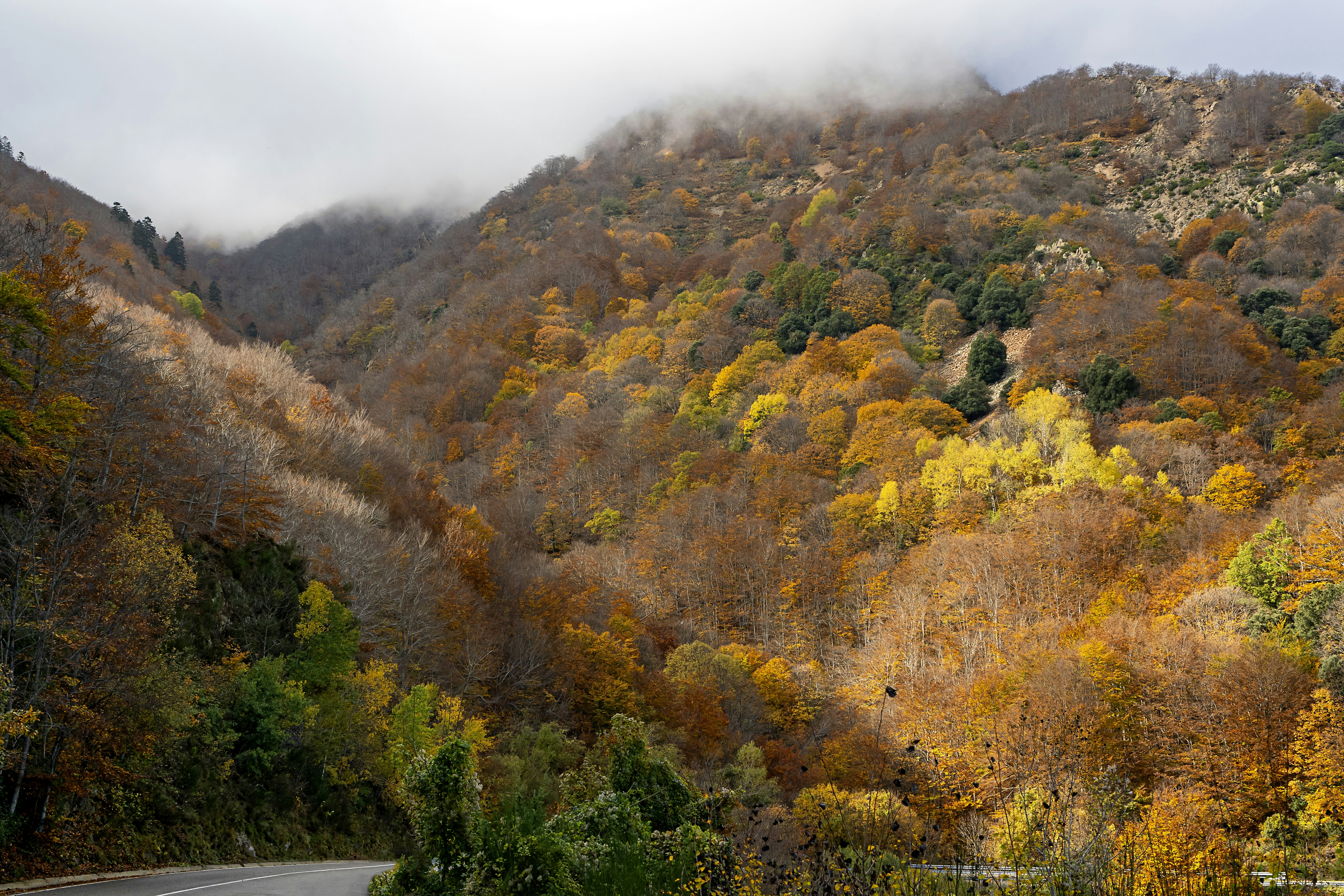 Un camino sinuoso rodeado de árboles con una montaña al fondo