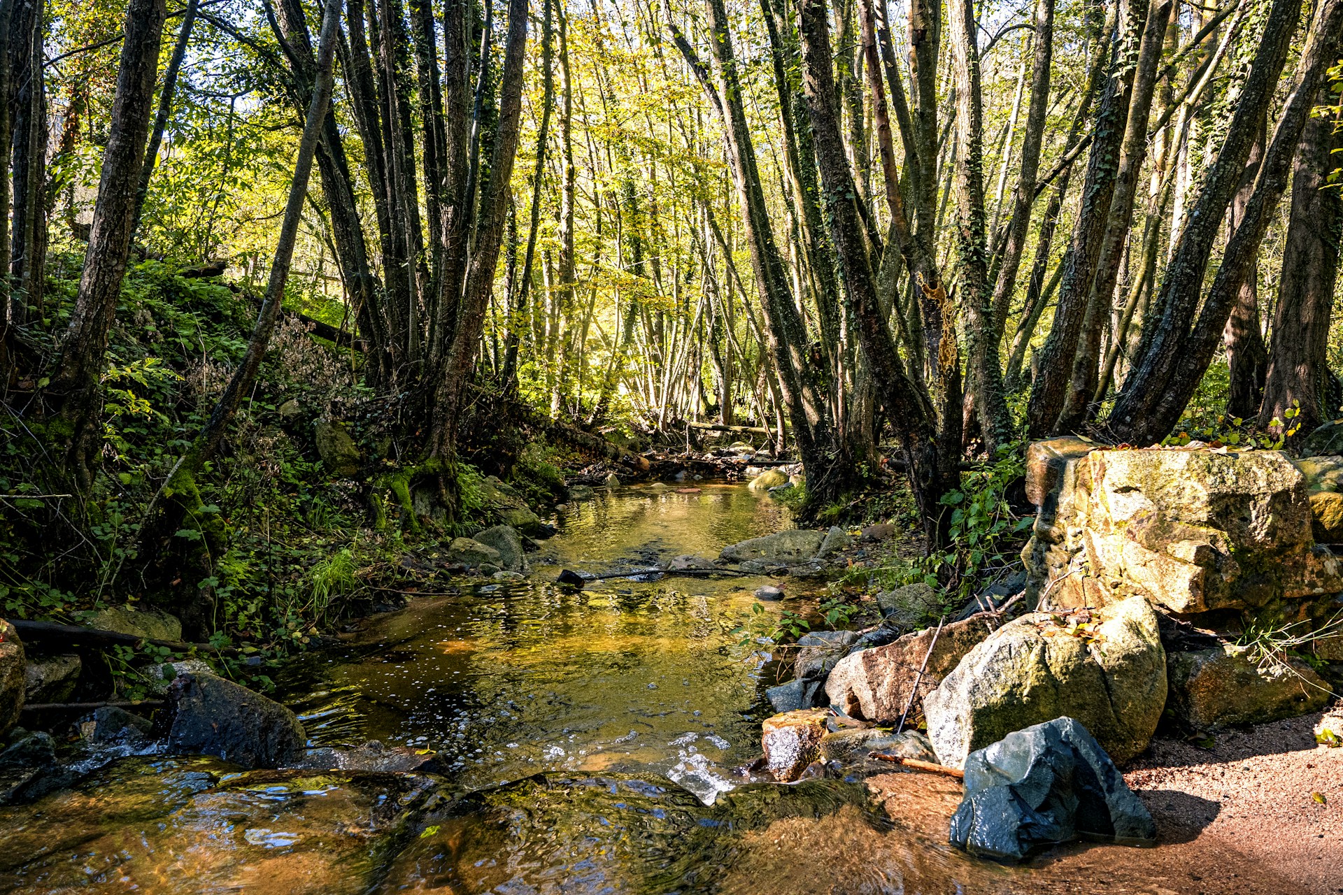 A stream running through a forest filled with lots of trees