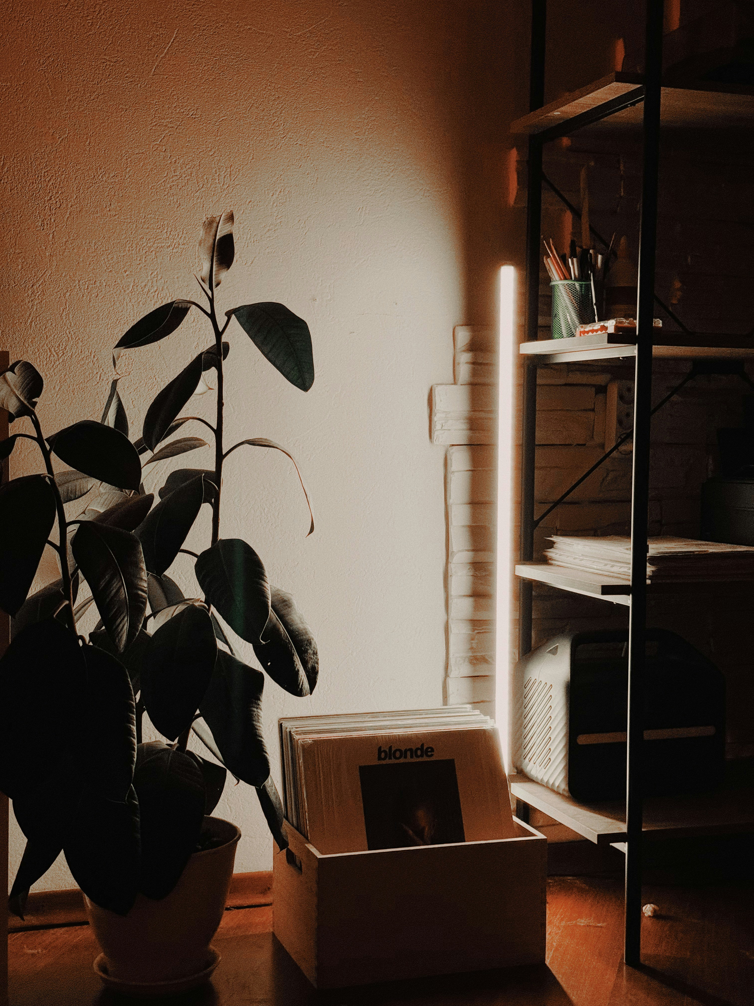 A potted plant sitting in a room next to a microwave