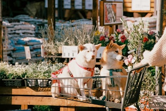 Beratung Hundekauf Dogz Erding Online
