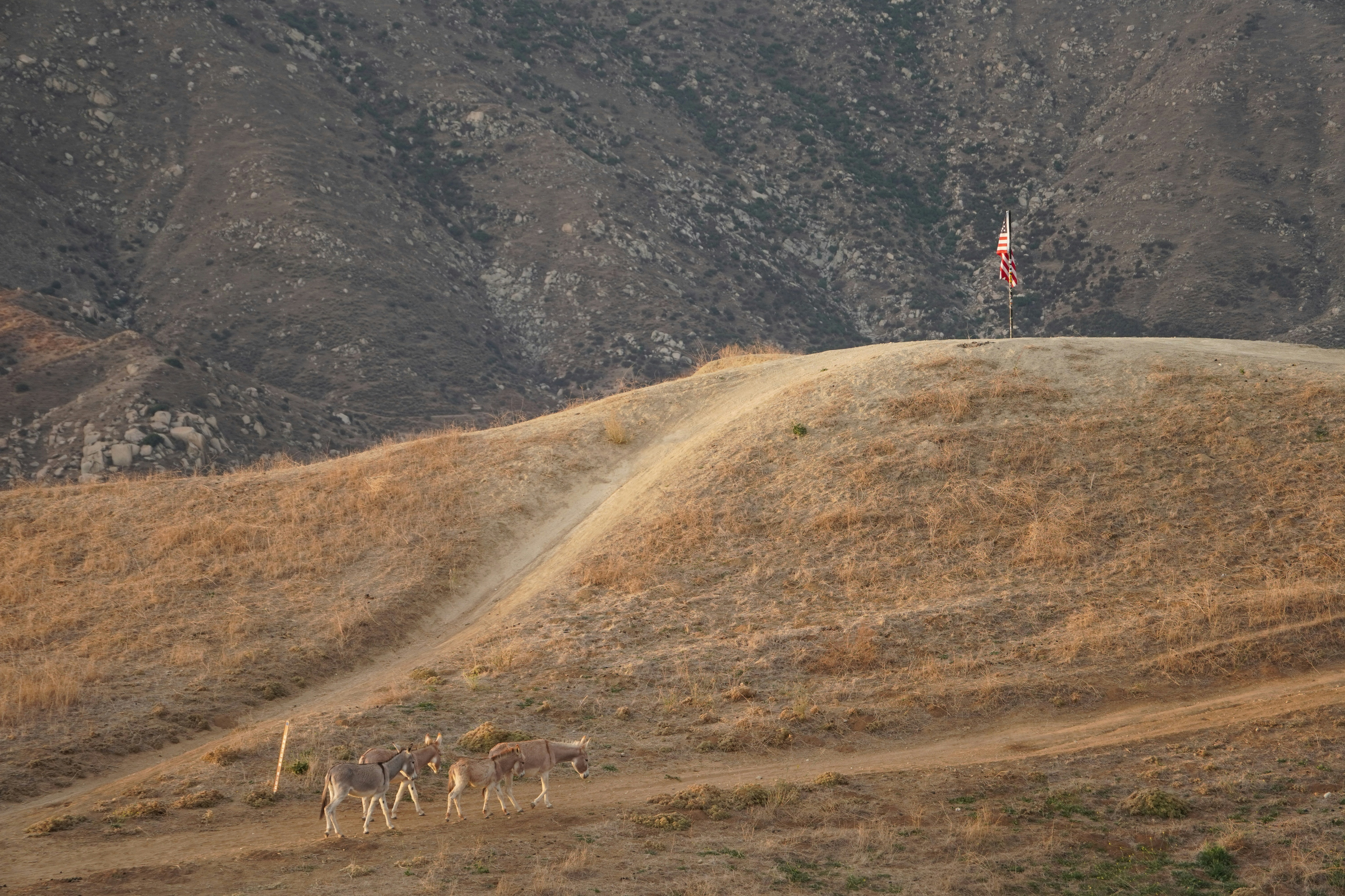 A herd of animals walking across a grass covered hillside