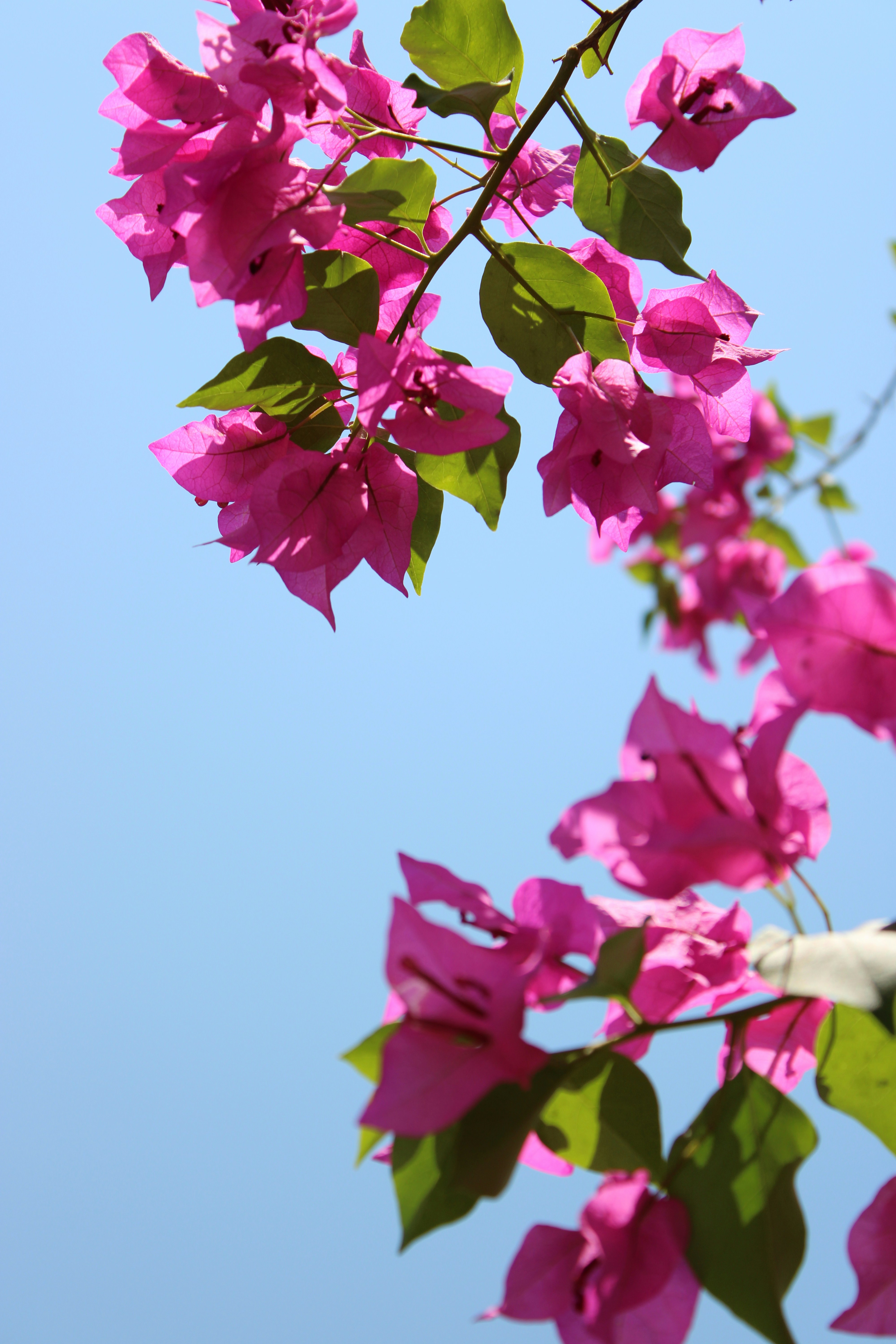 Photo by kirankarthika49