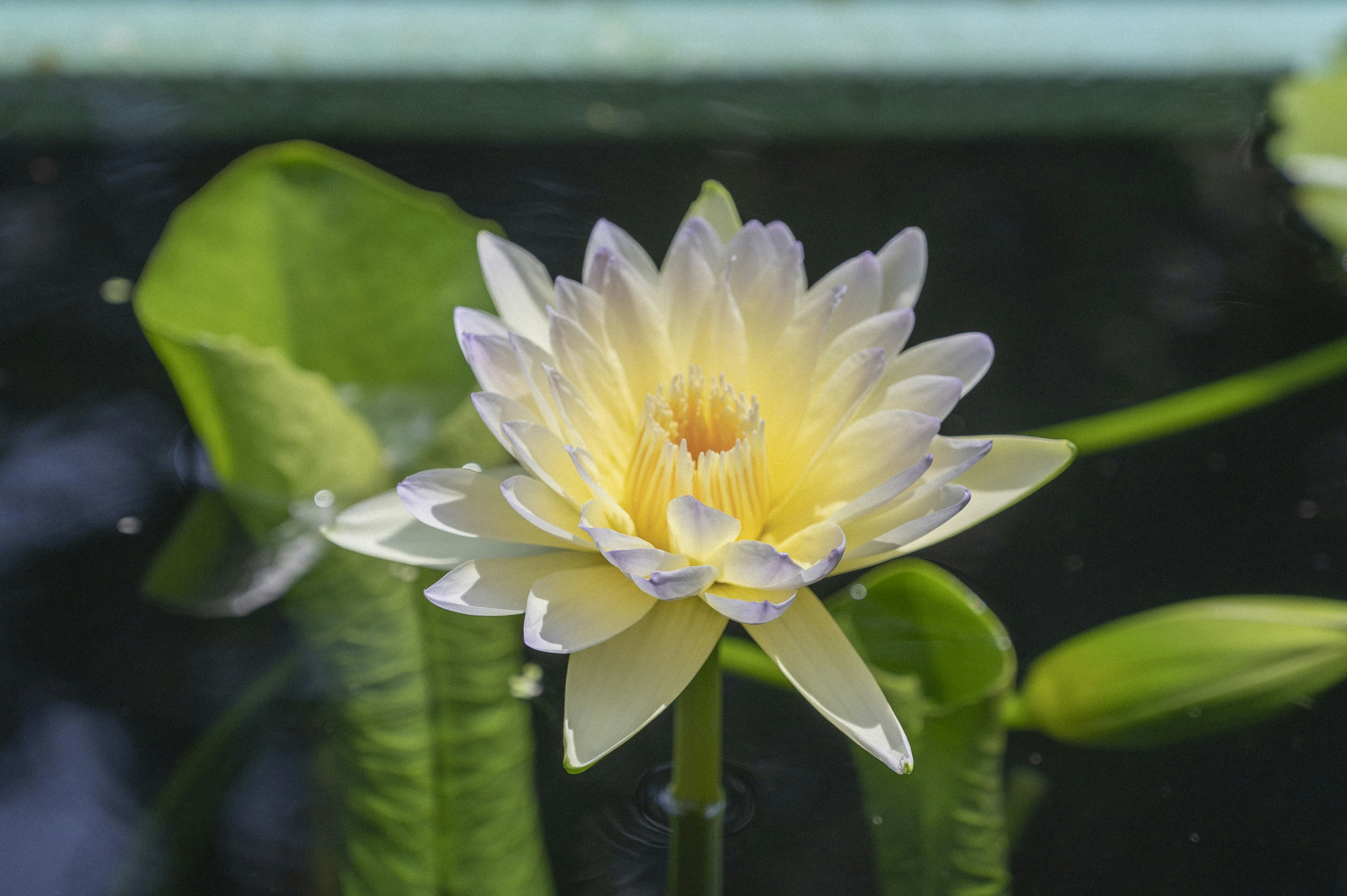 Photo by broccoli8023