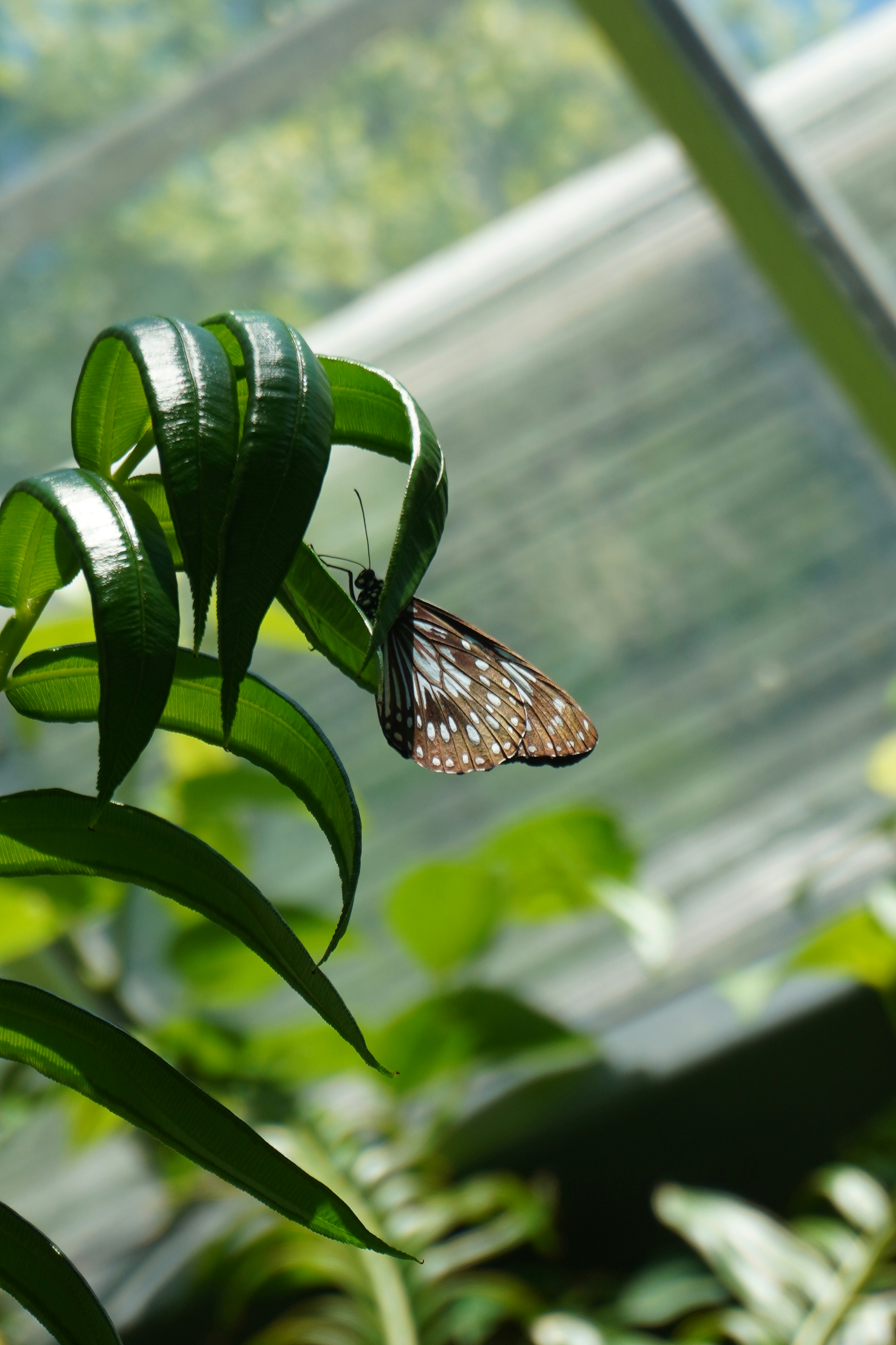 A butterfly sitting on top of a green leaf