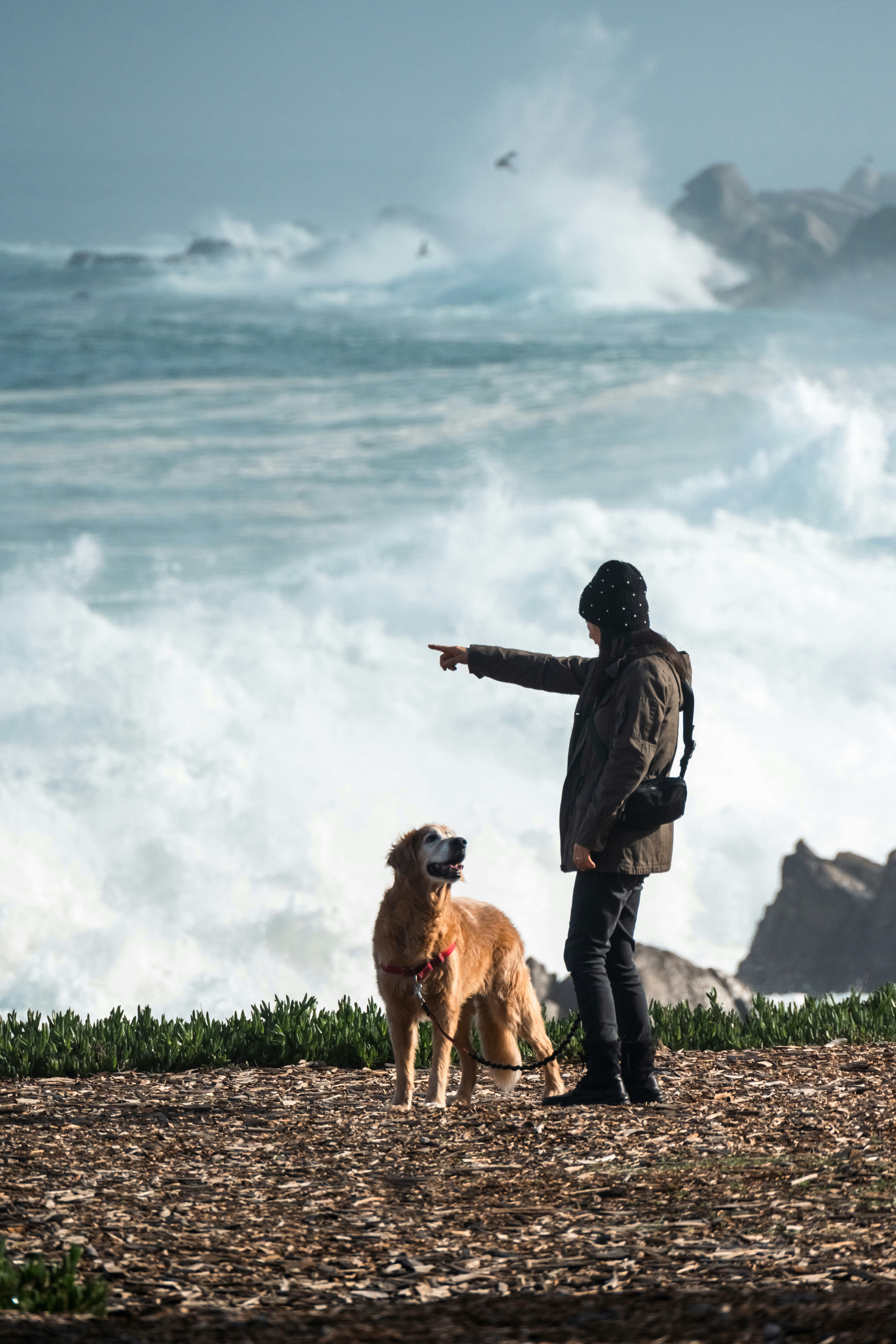A man pointing at the ocean with his dog photo – Free Beach Image on ...