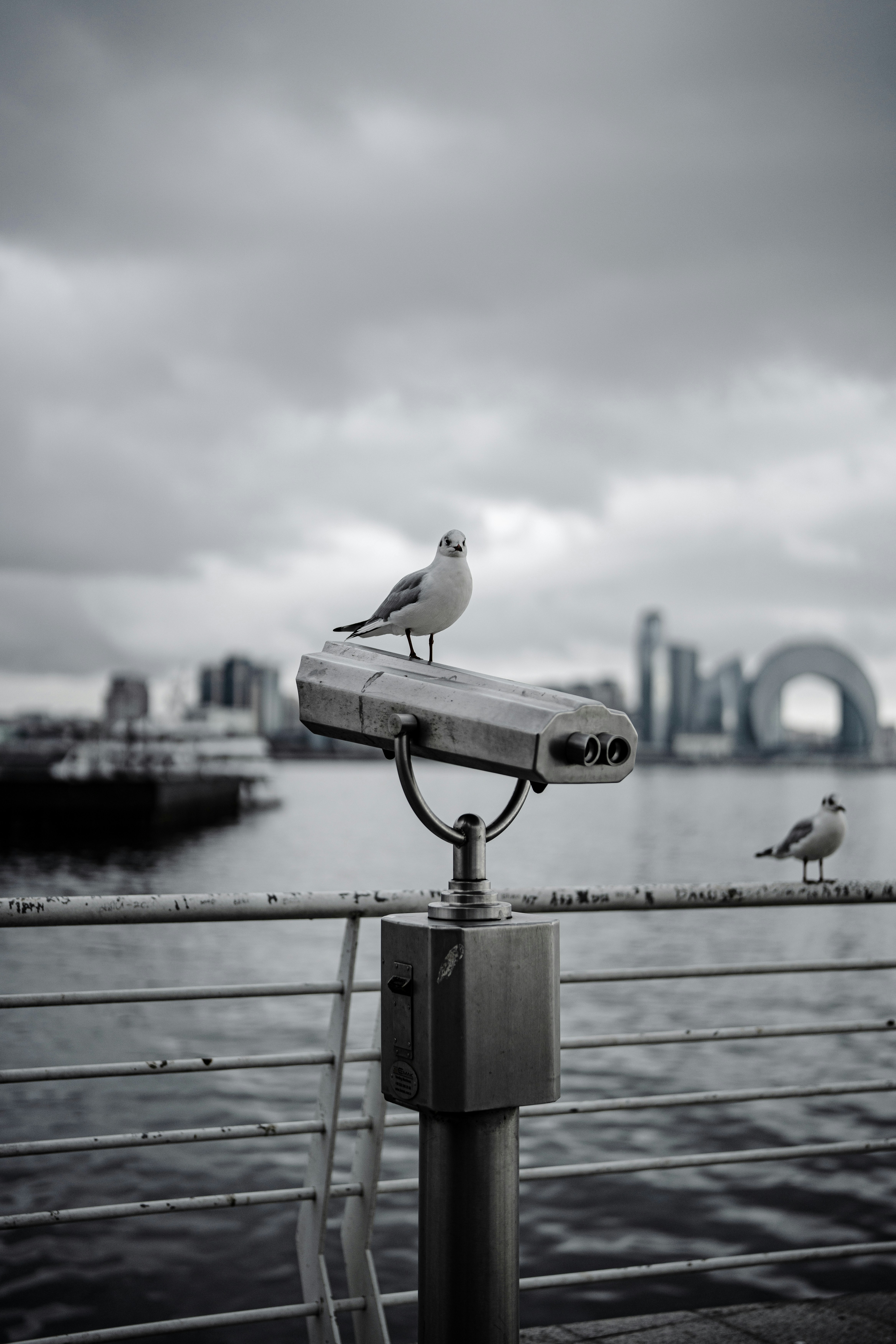 의 시체 옆에있는 금속 울타리 위에 앉아있는 갈매기