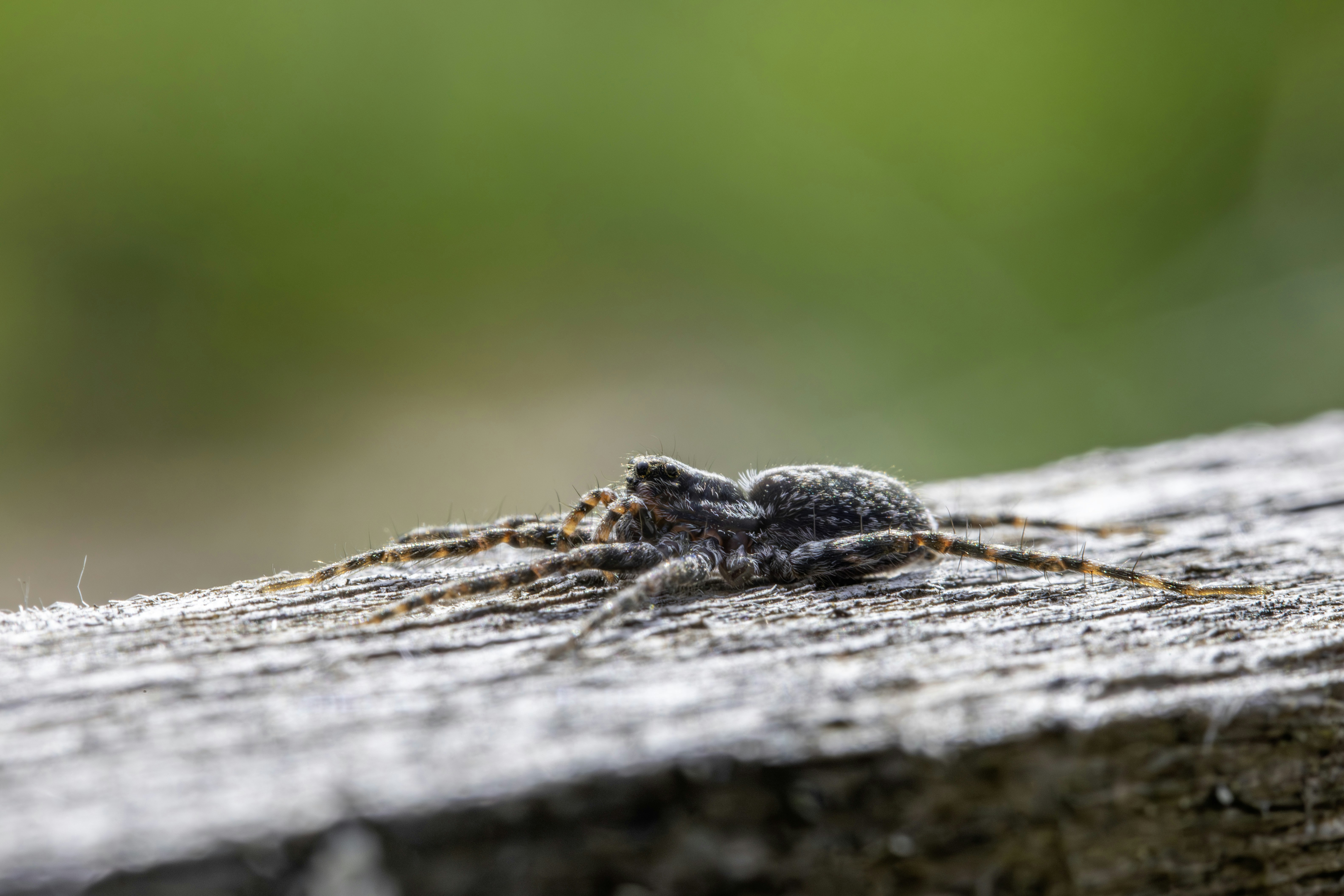 Photo by erik_karits