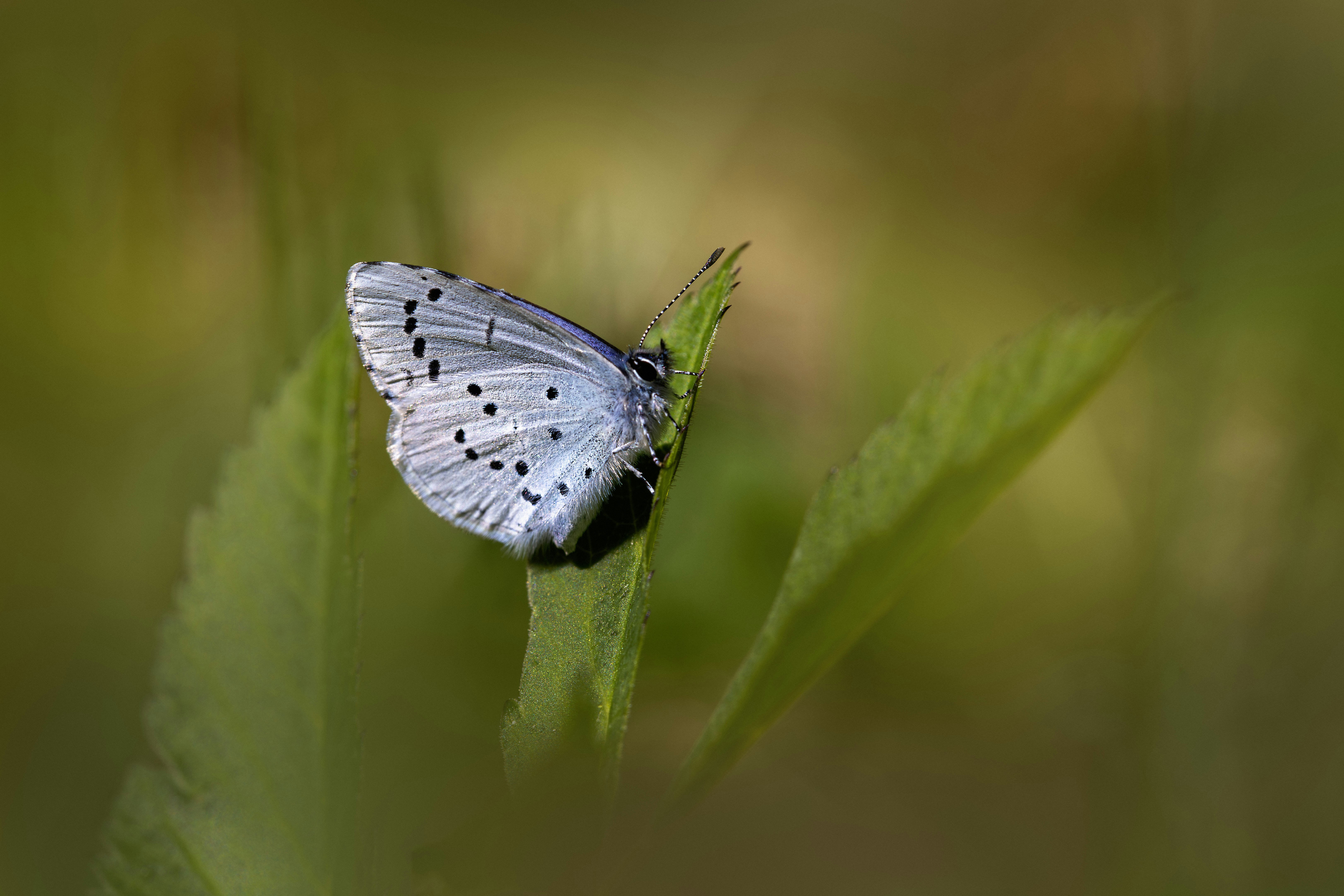 Photo by erik_karits