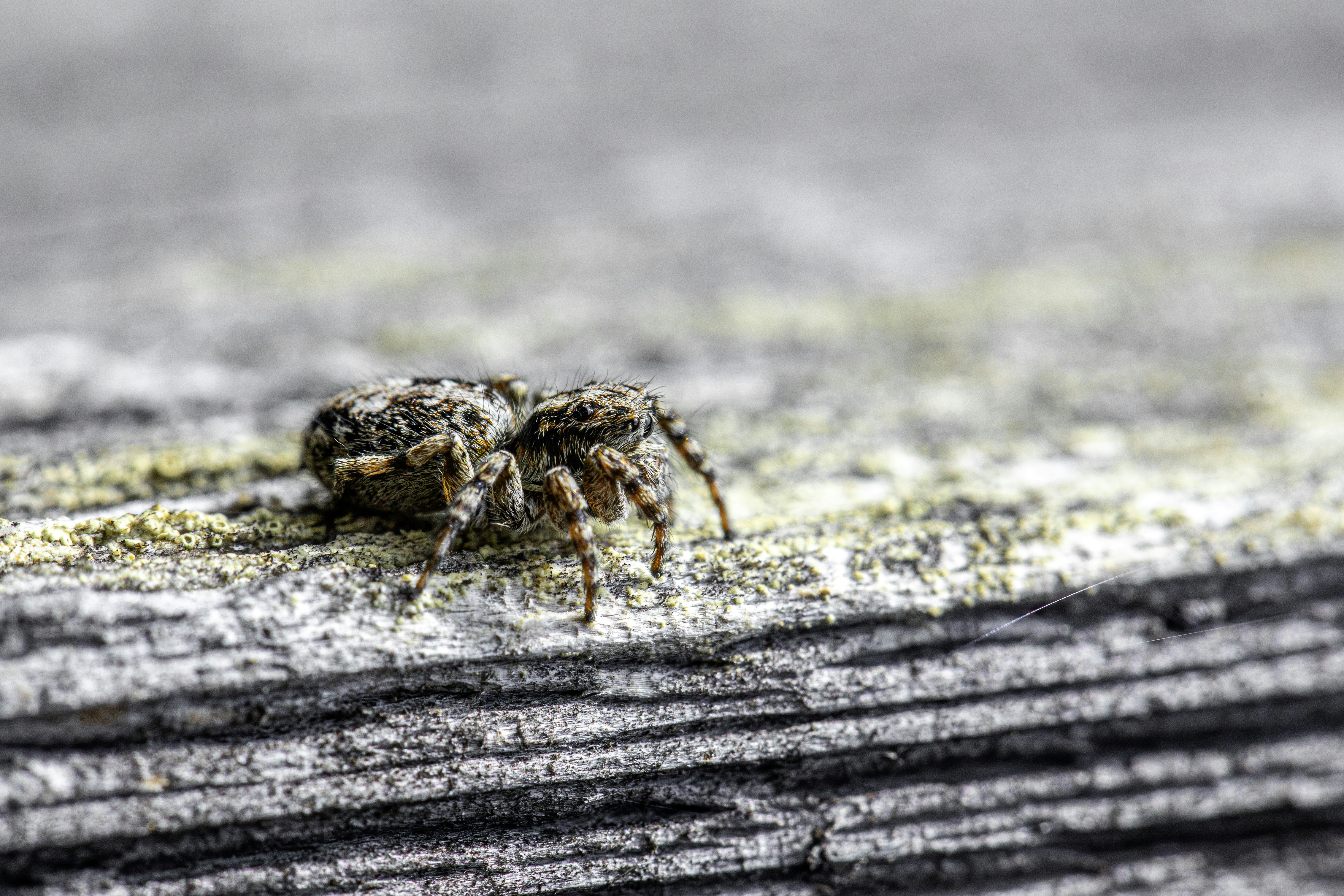 Photo by erik_karits