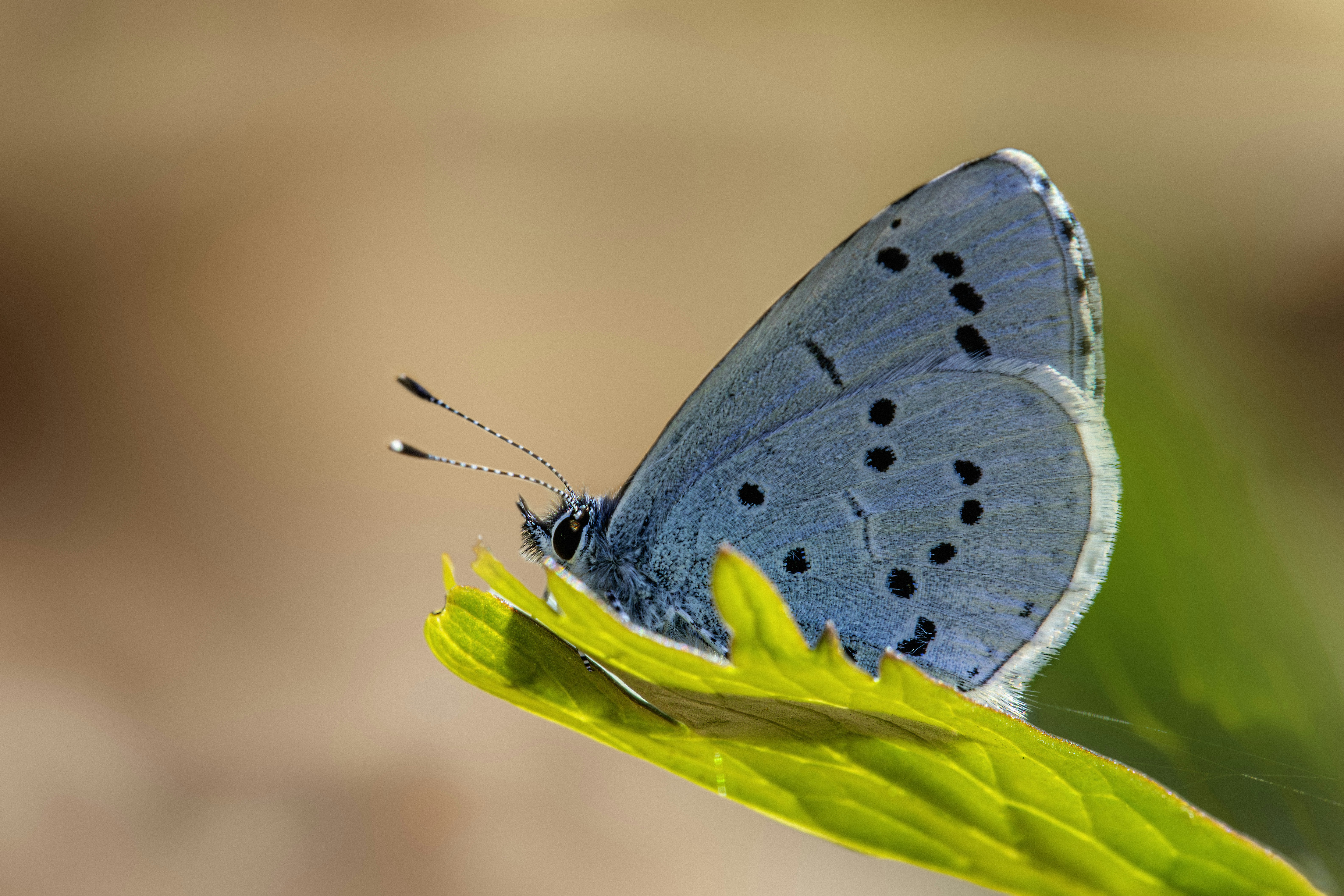 Photo by erik_karits