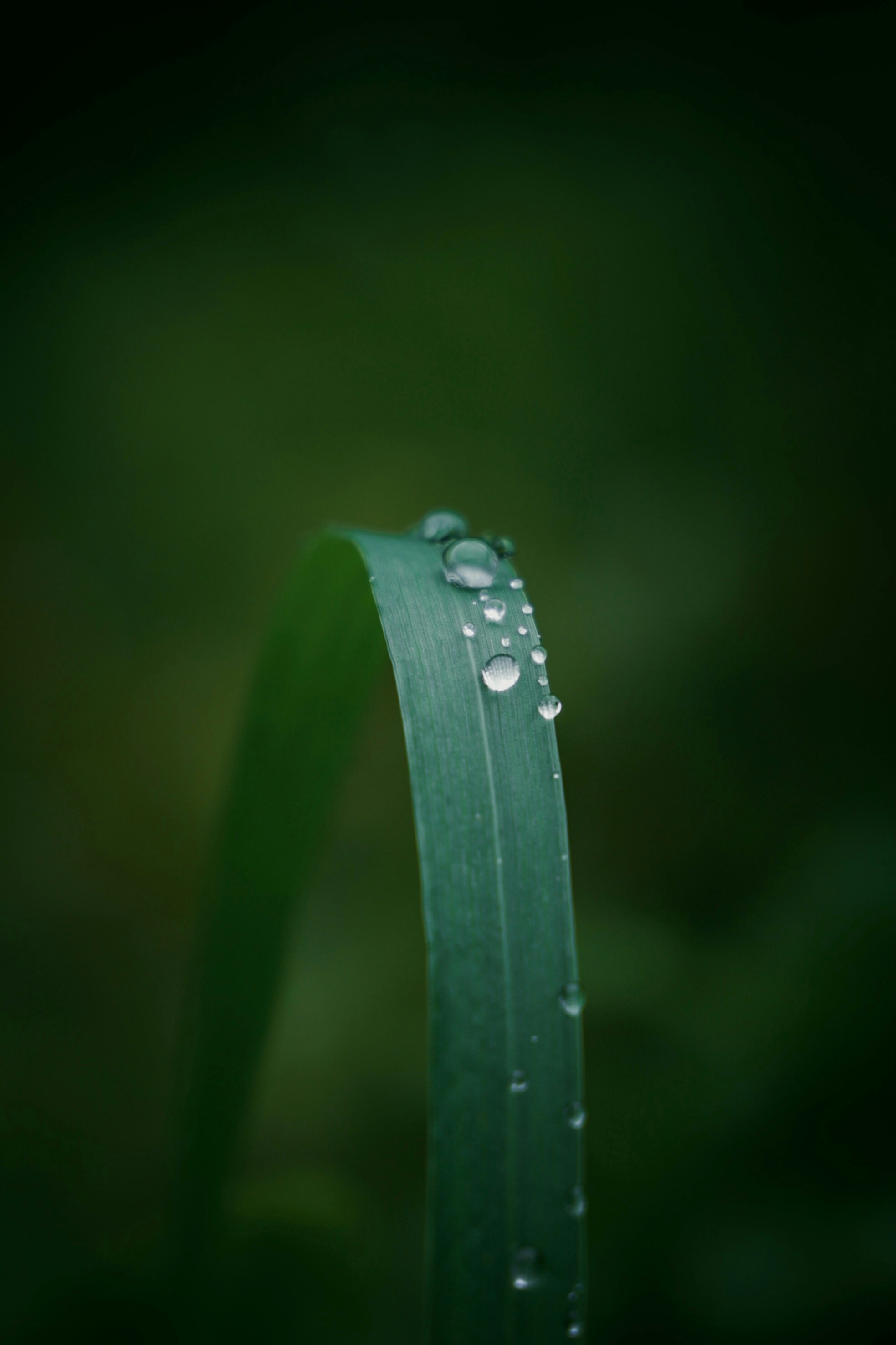 Photo by larisarunova