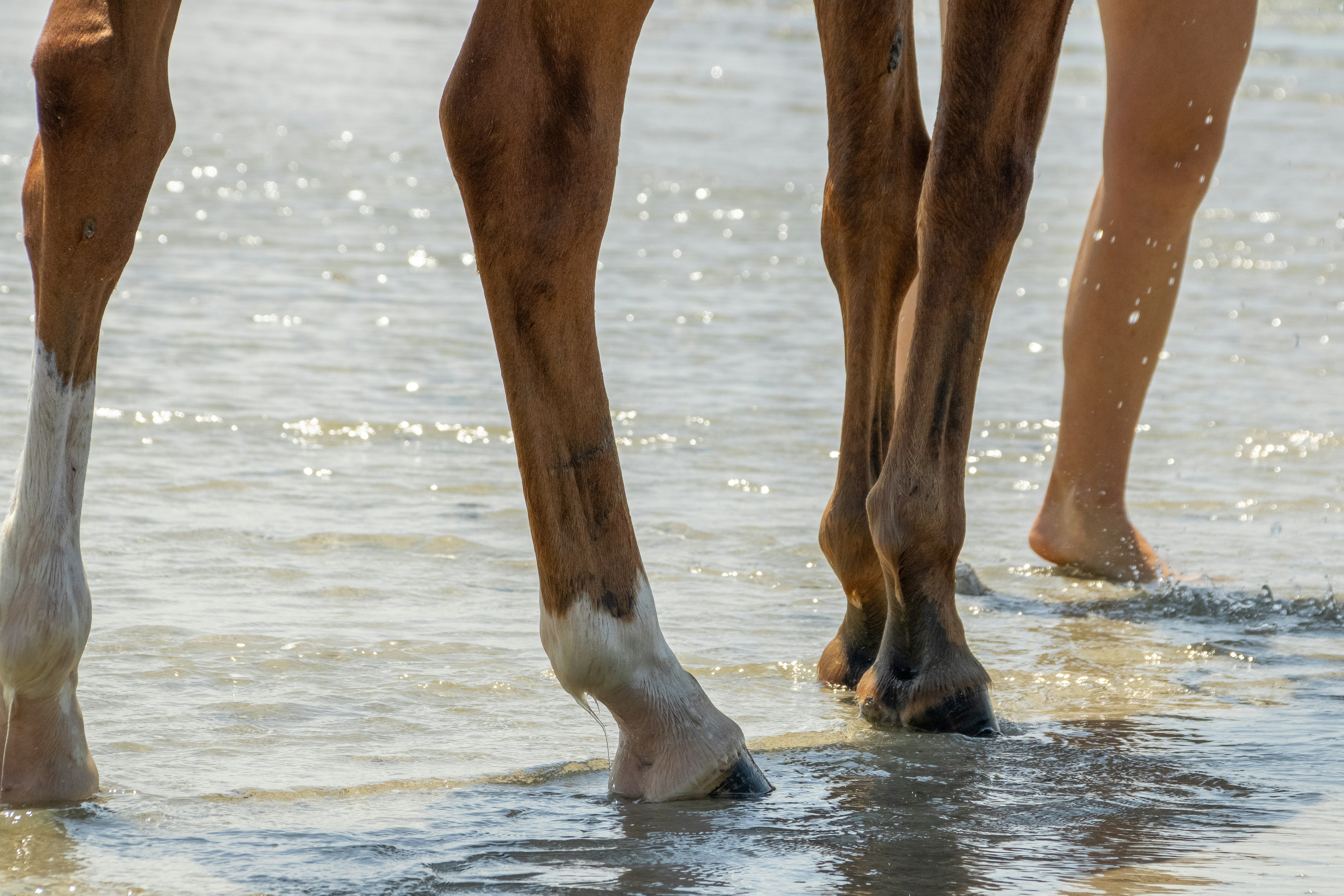 A close up of a person walking a horse on a beach