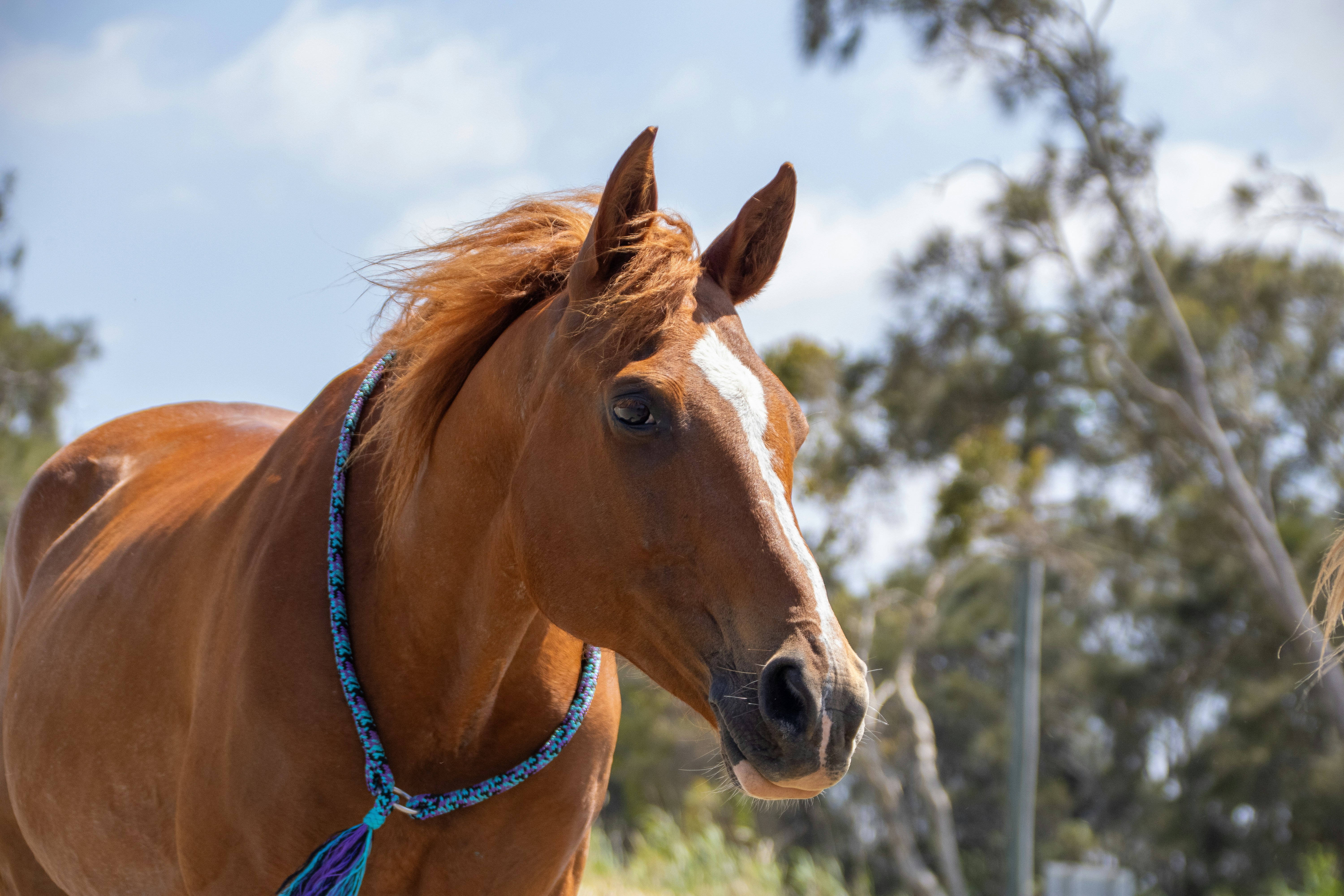 A brown horse with a blue halter standing in a field