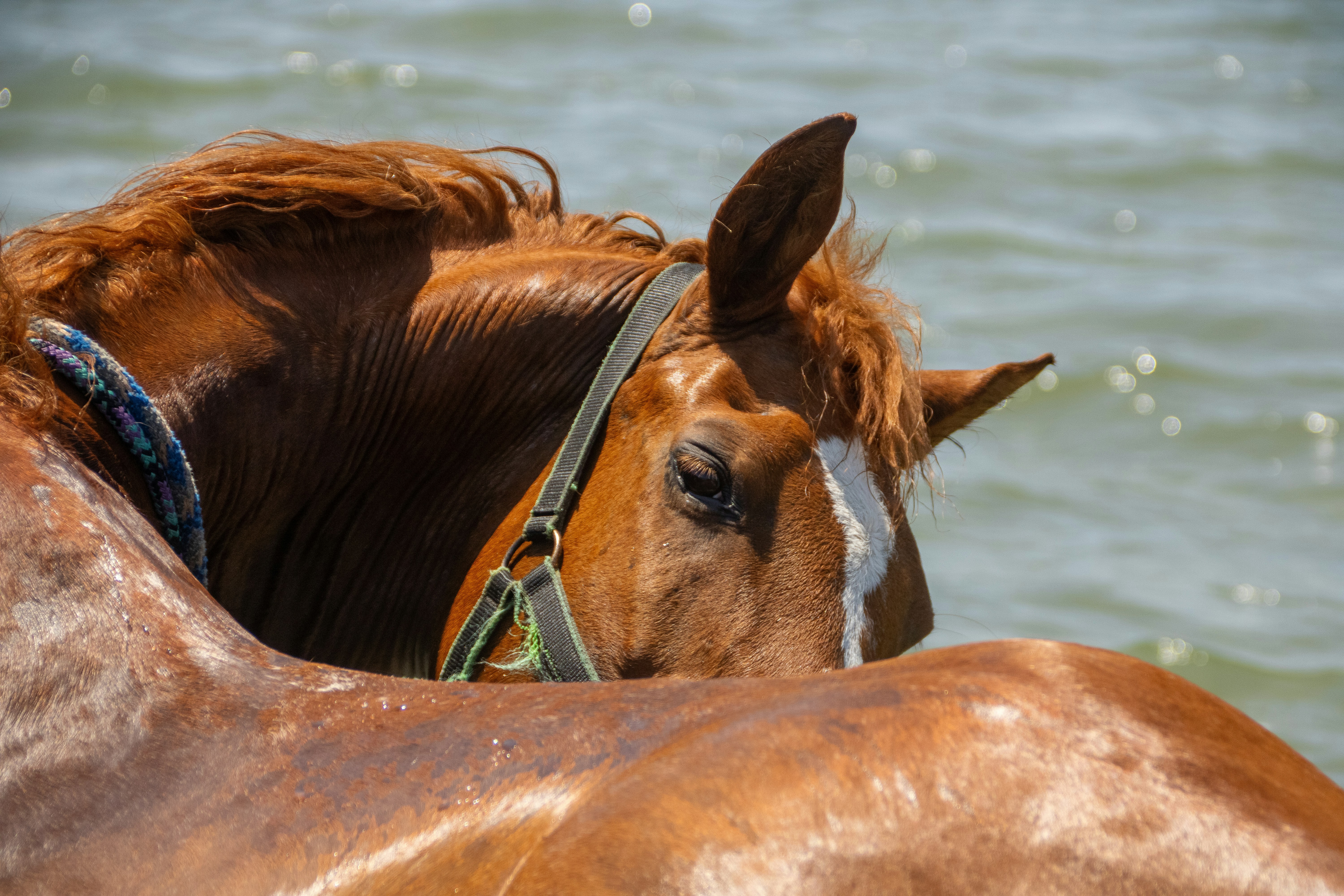 A brown horse standing next to a brown and white horse