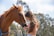 Two young girls petting a horse on the nose