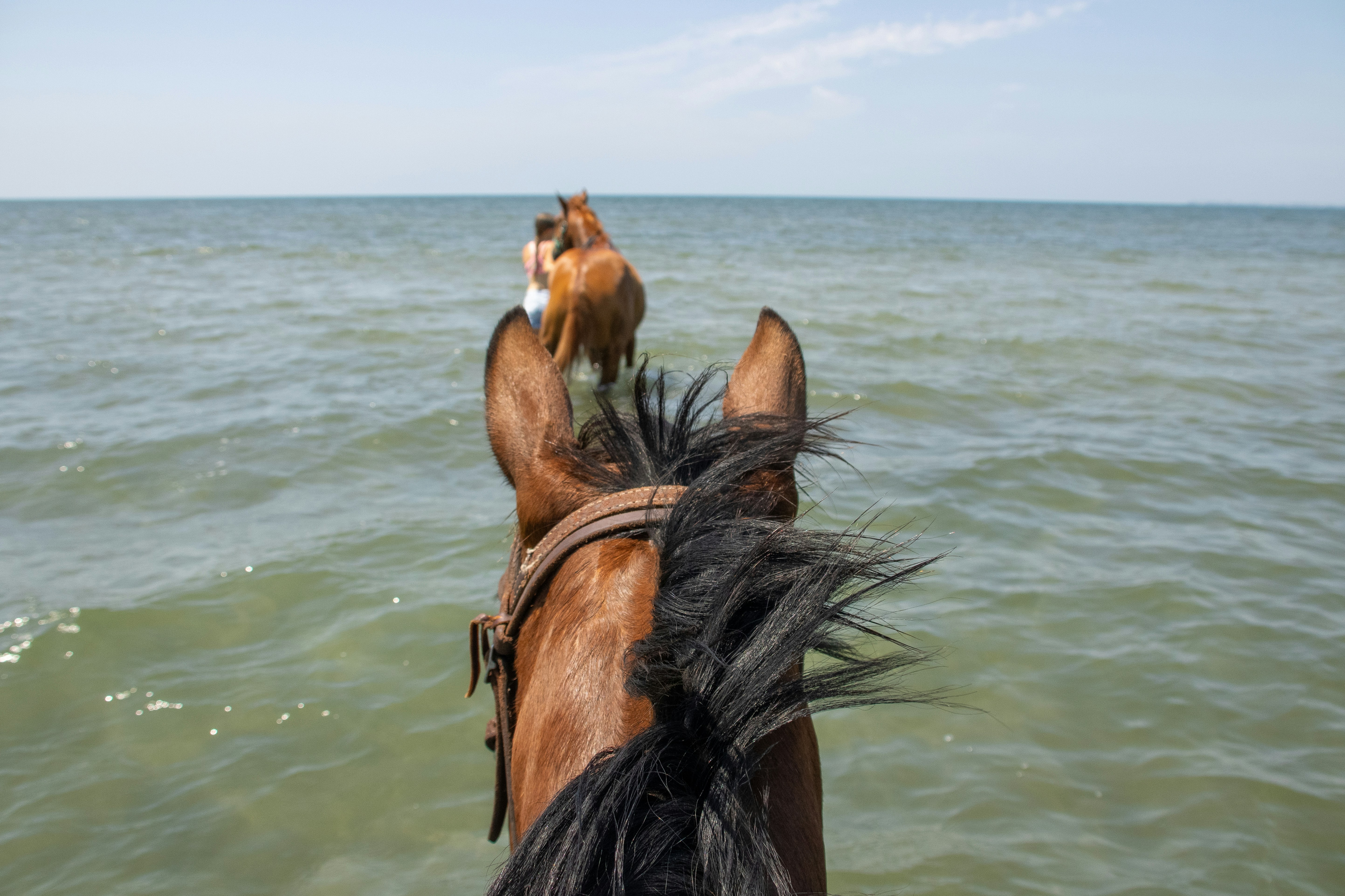 A horse standing in the water with a dog on its back